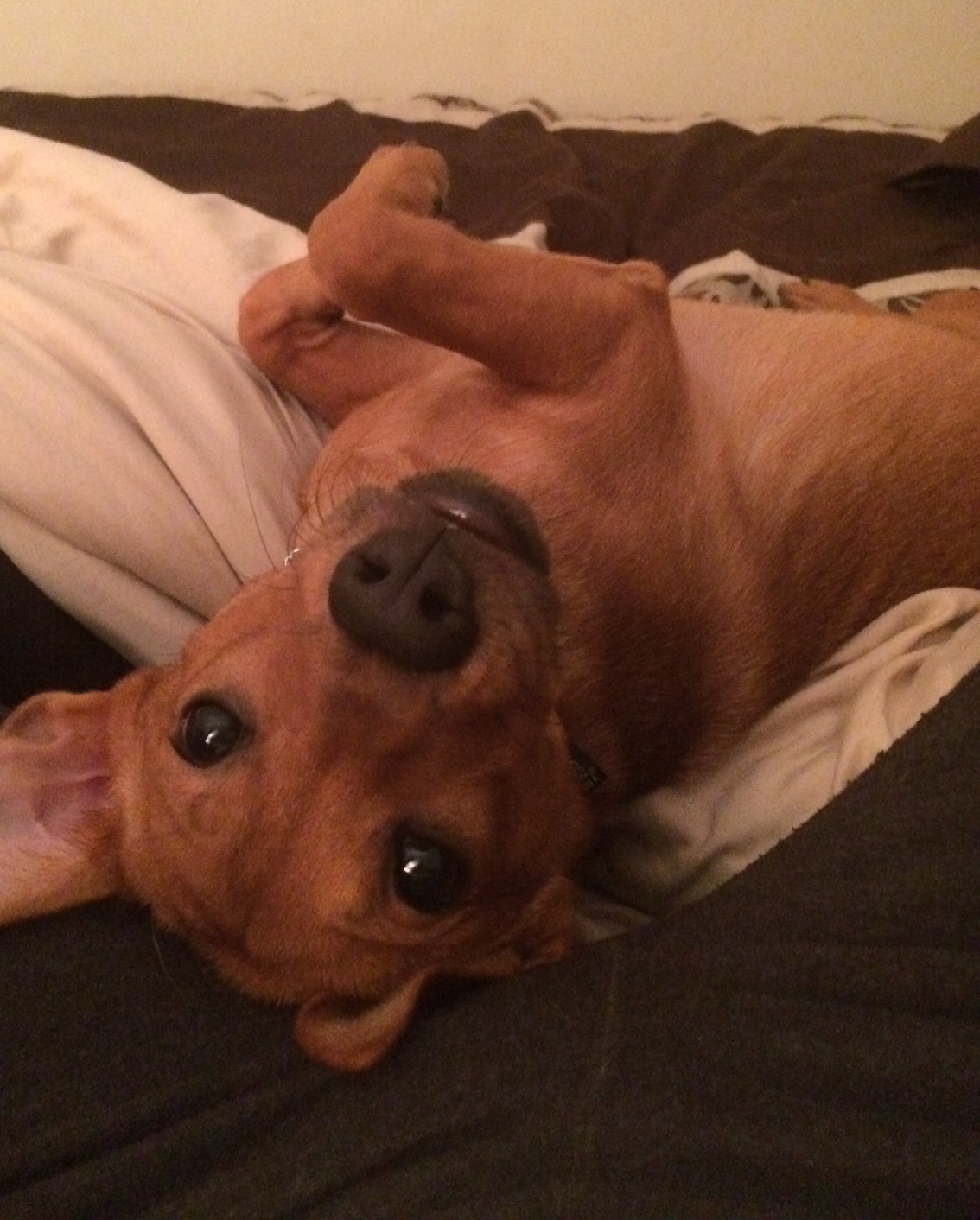 Emmy came to her forever home over a month ago now and is loving it! She’s a mixed terrier with a unique red-brown color, and about 8 months old now. When she’s not busy being cute, she loves saying “hi” to all the passing dogs on her daily walks. She’s very well behaved and a fast learner!