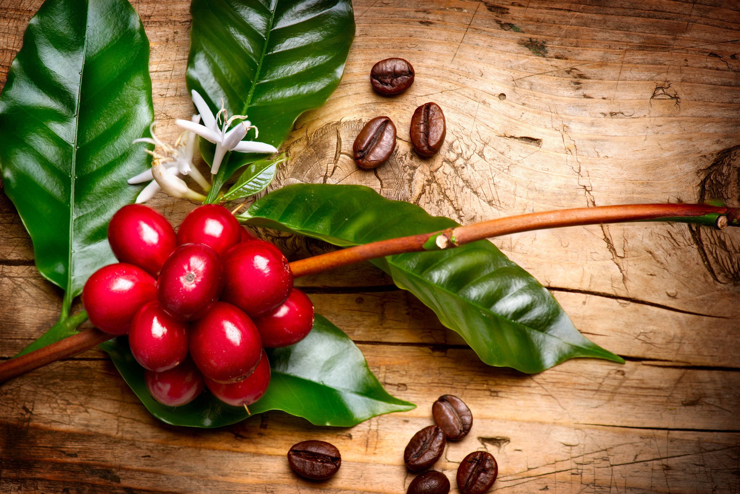 photodune-7454345-coffee-plant-red-coffee-beans-on-a-branch-of-coffee-tree-l1.jpg