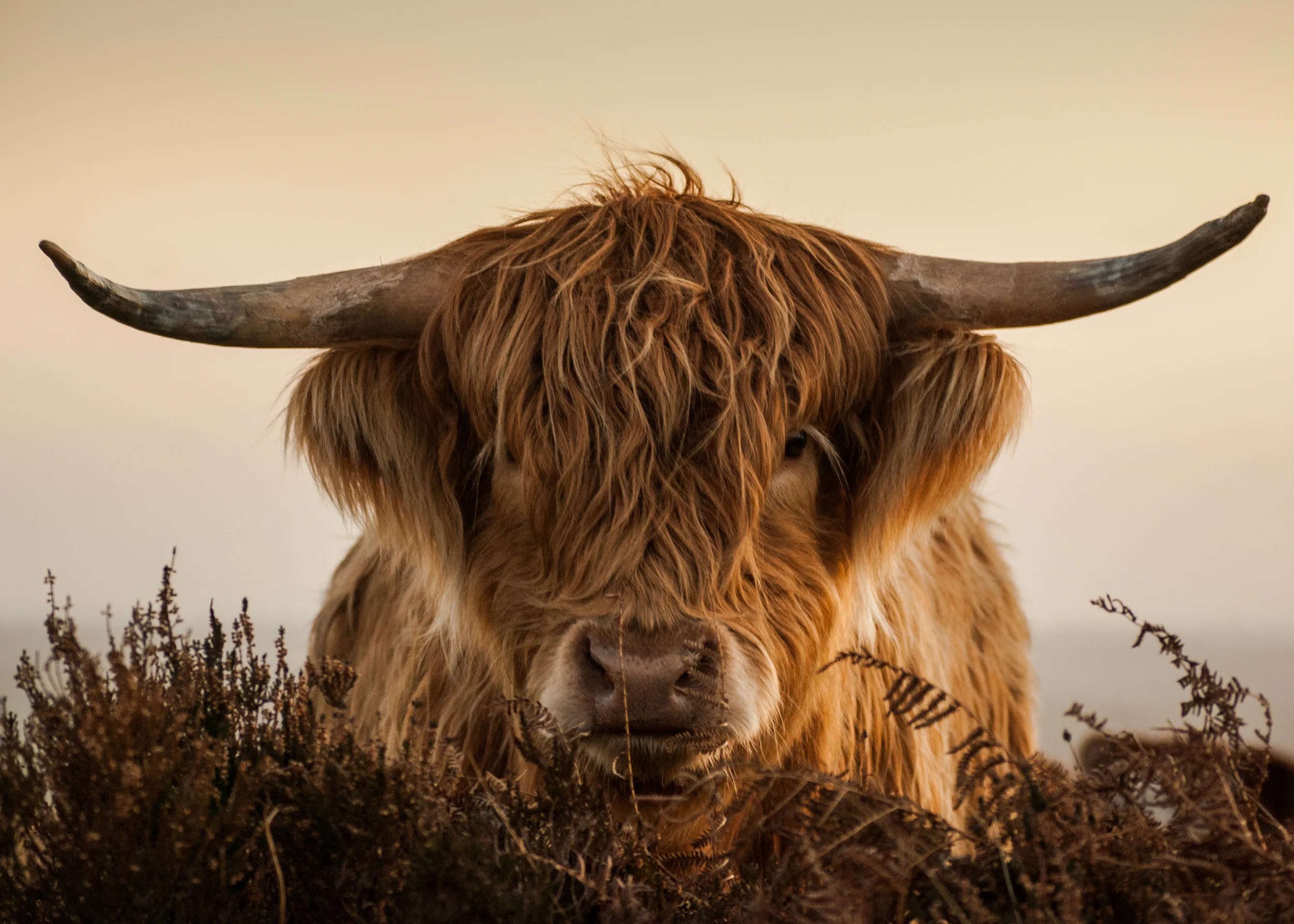 Highland cow on Exmoor