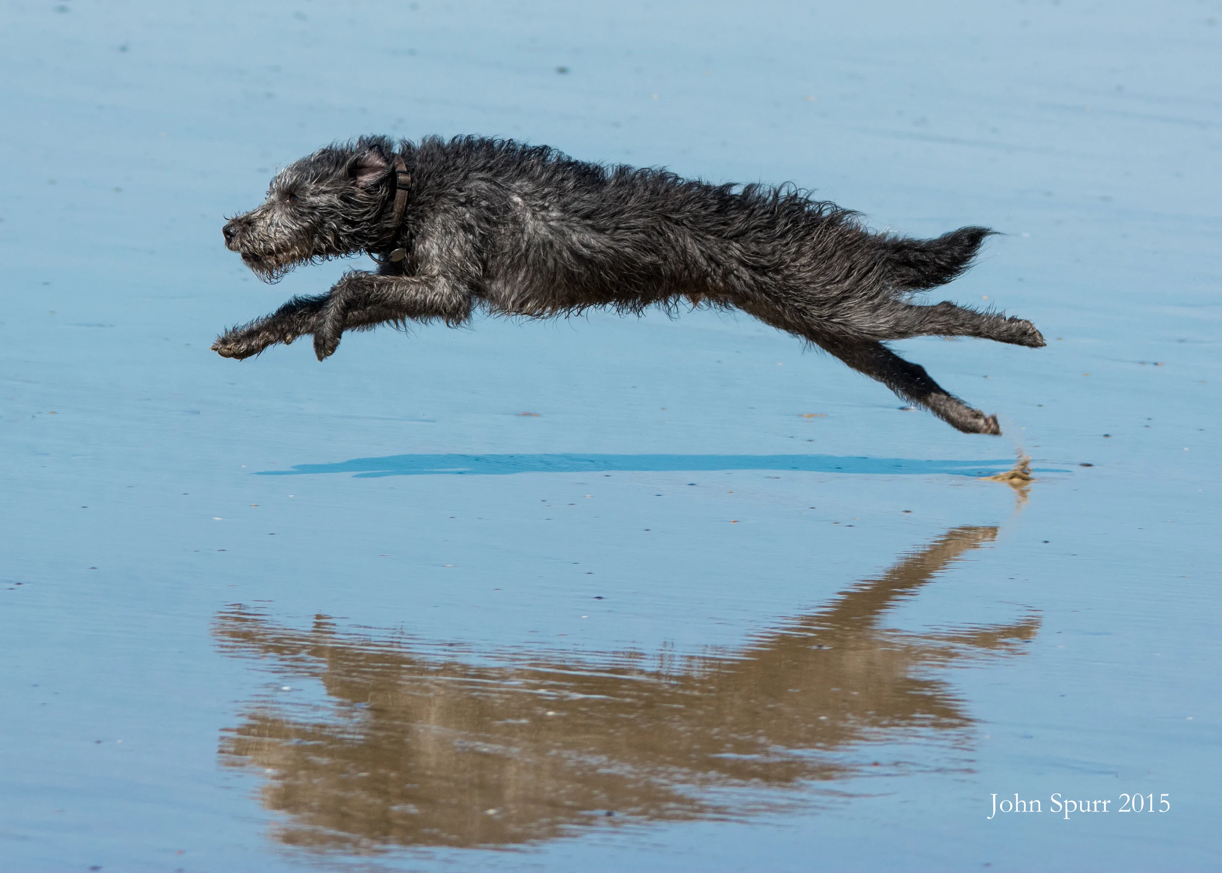 Puppy at speed, Saunton