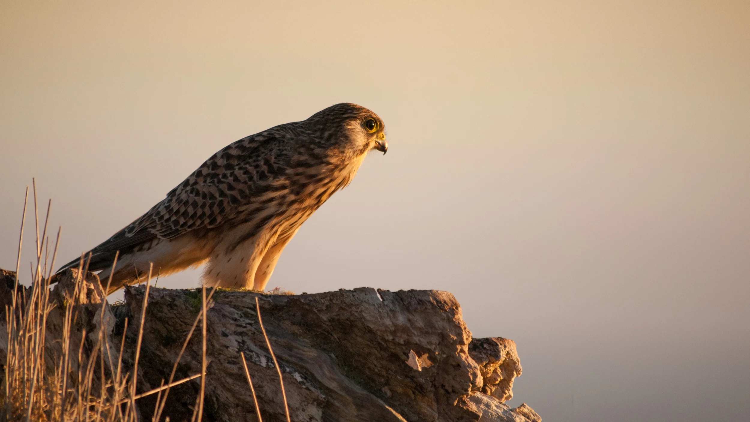 Kestrel in winter light on Exmoor, Devon