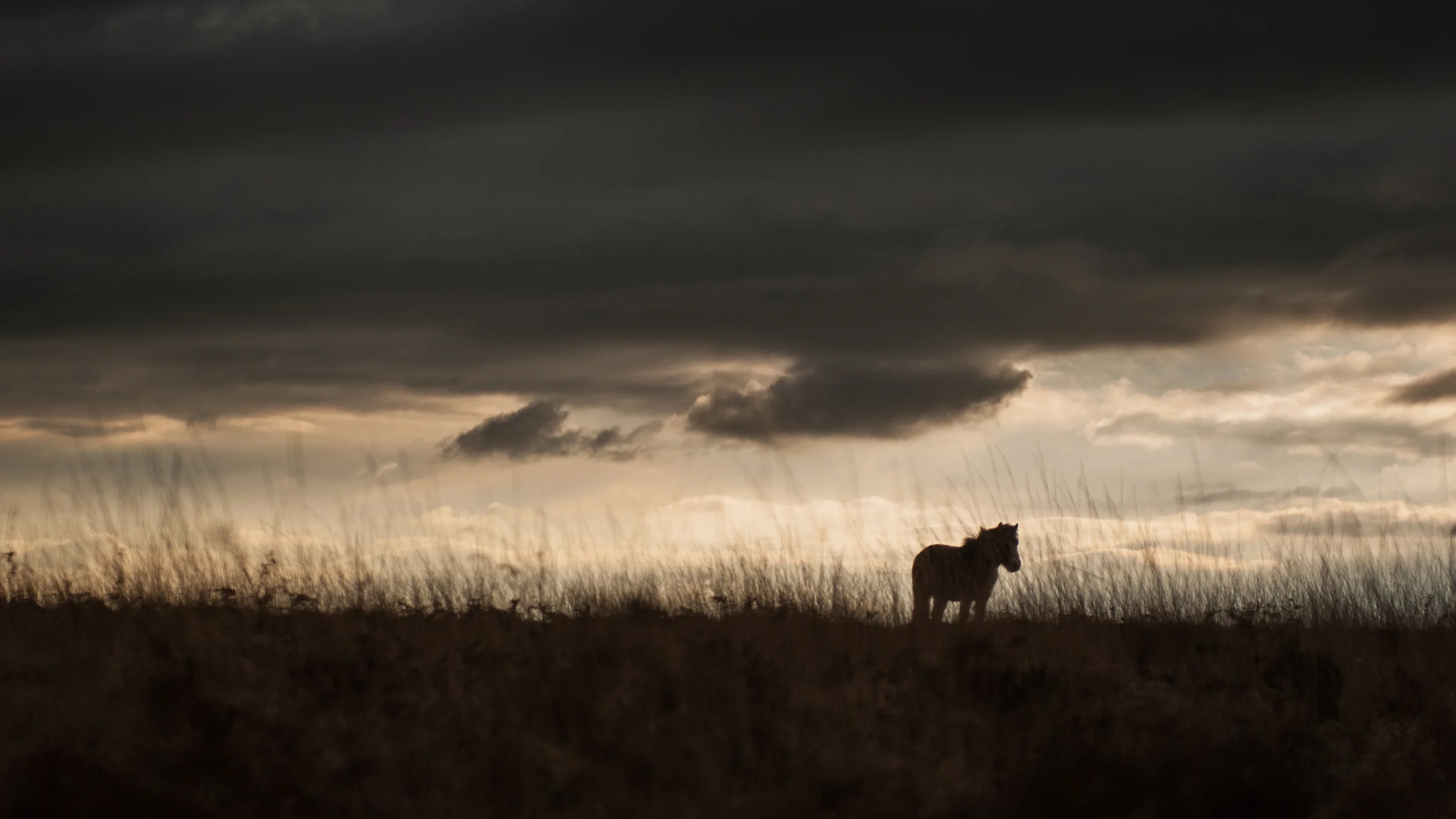 Exmoor pony under a winter sky, Devon