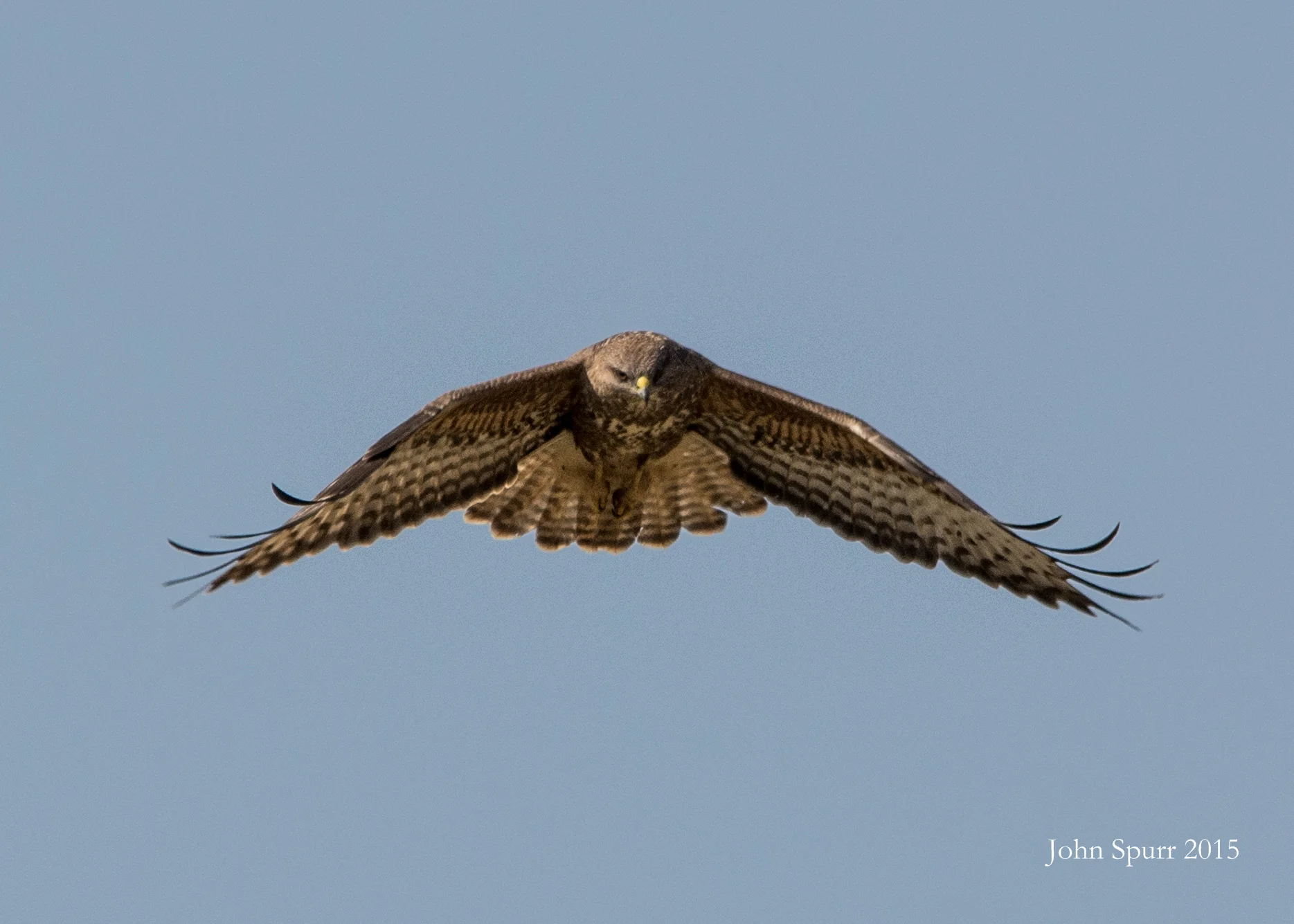 Buzzard hunting on Exmoor