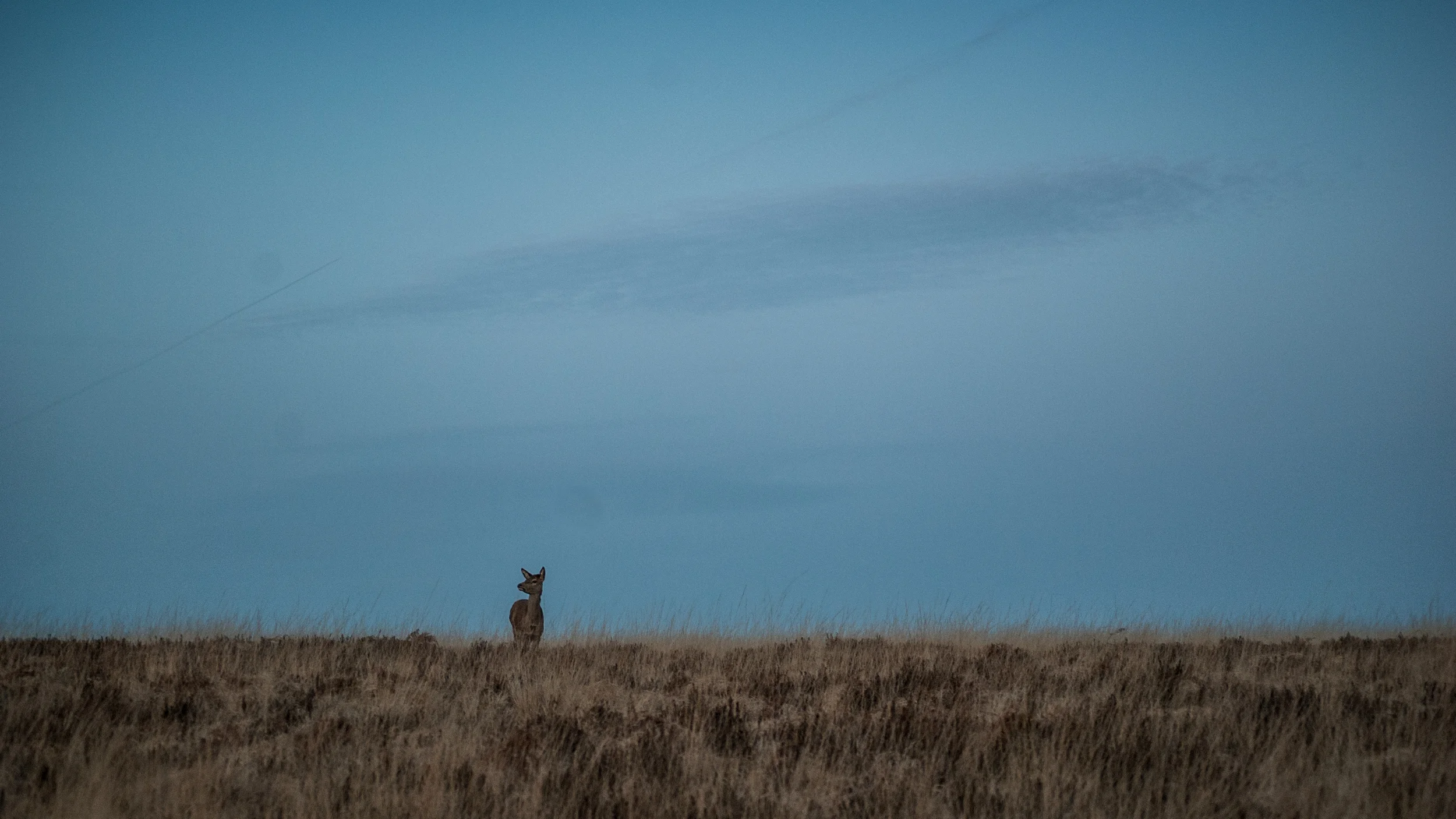 Deer at dusk, Exmoor