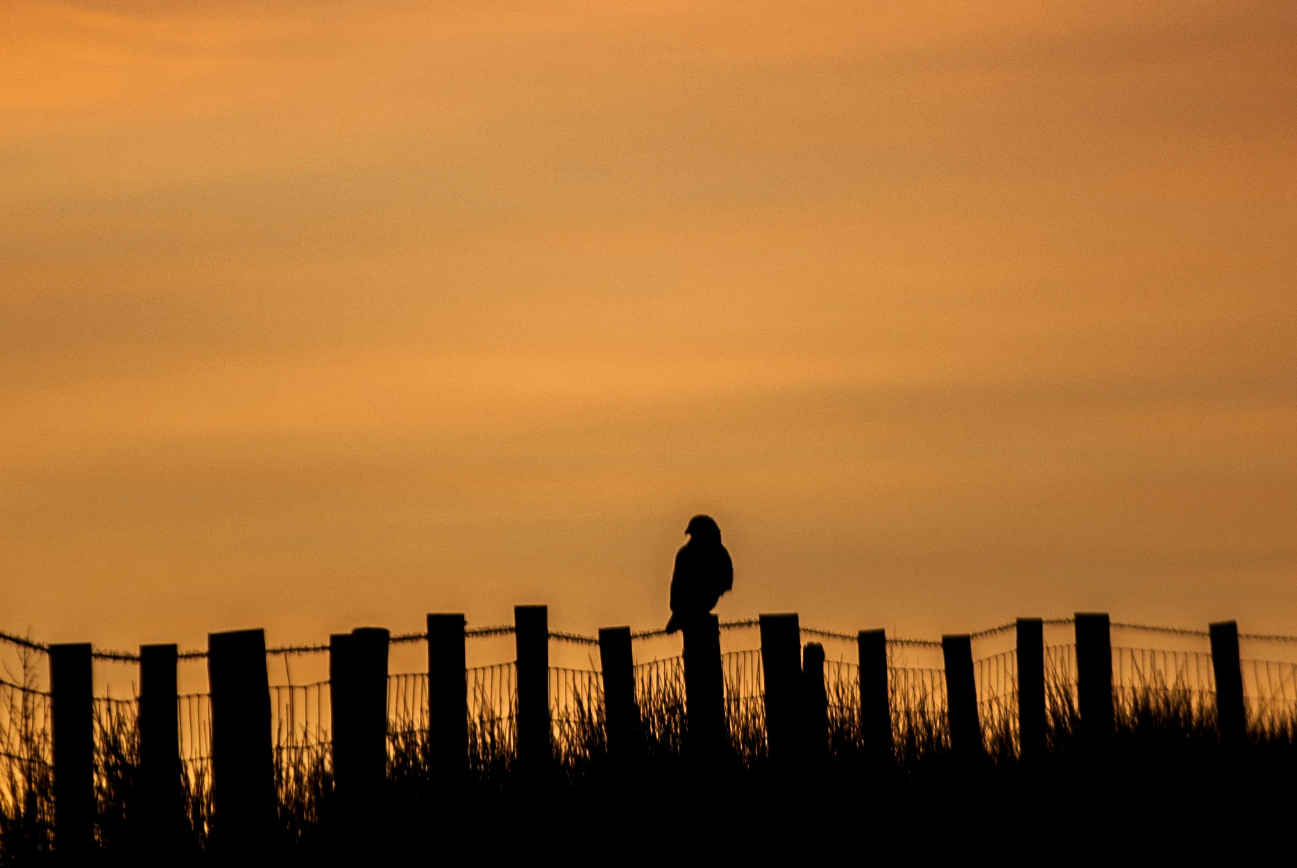 Buzzard under an Exmoor sunset, Devon