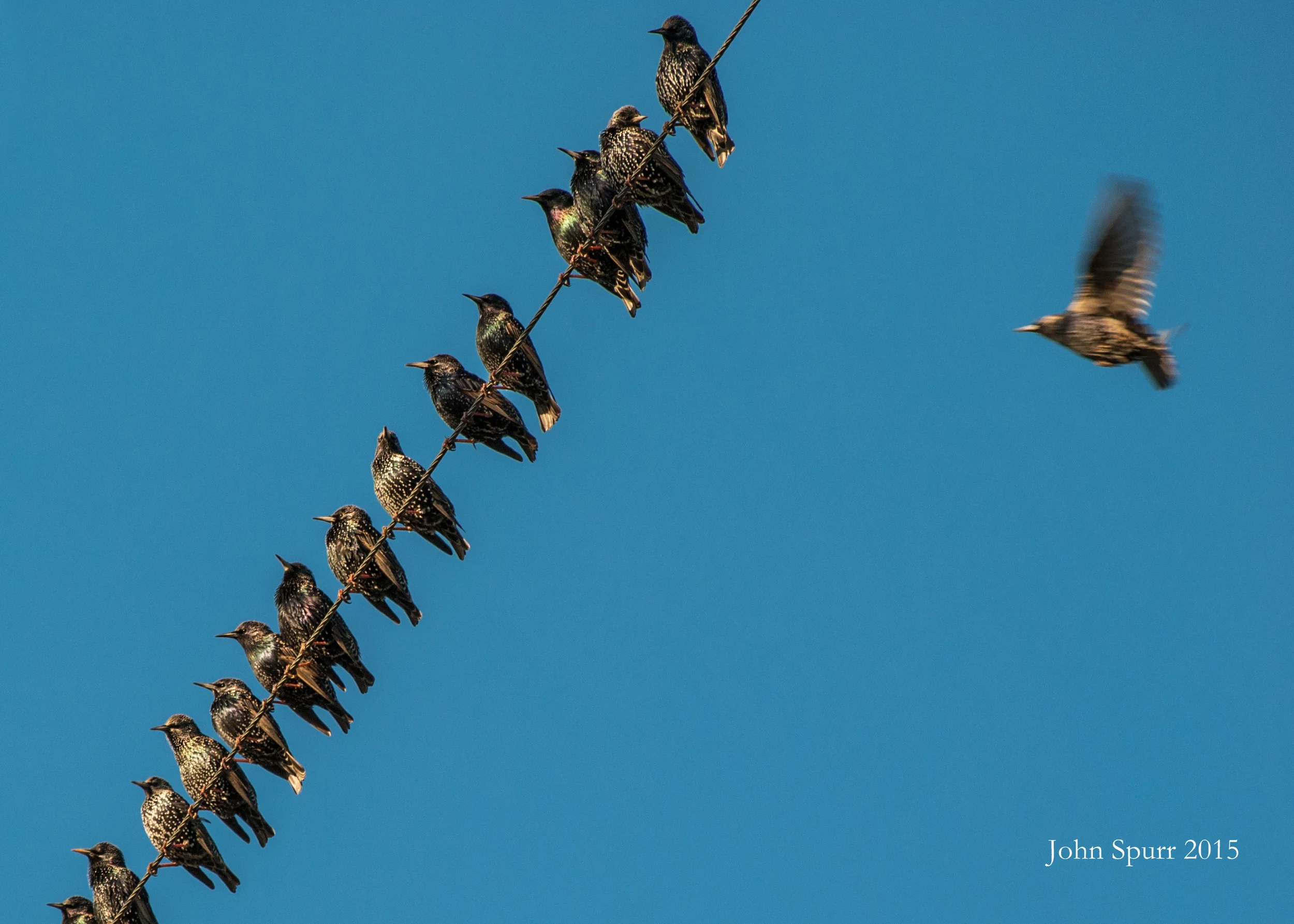 Starlings in North Devon