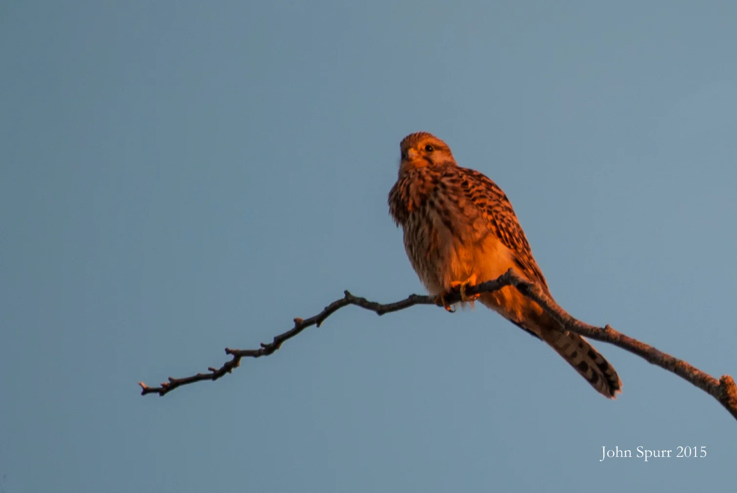 Kestrel keeps watch on Exmoor, Devon
