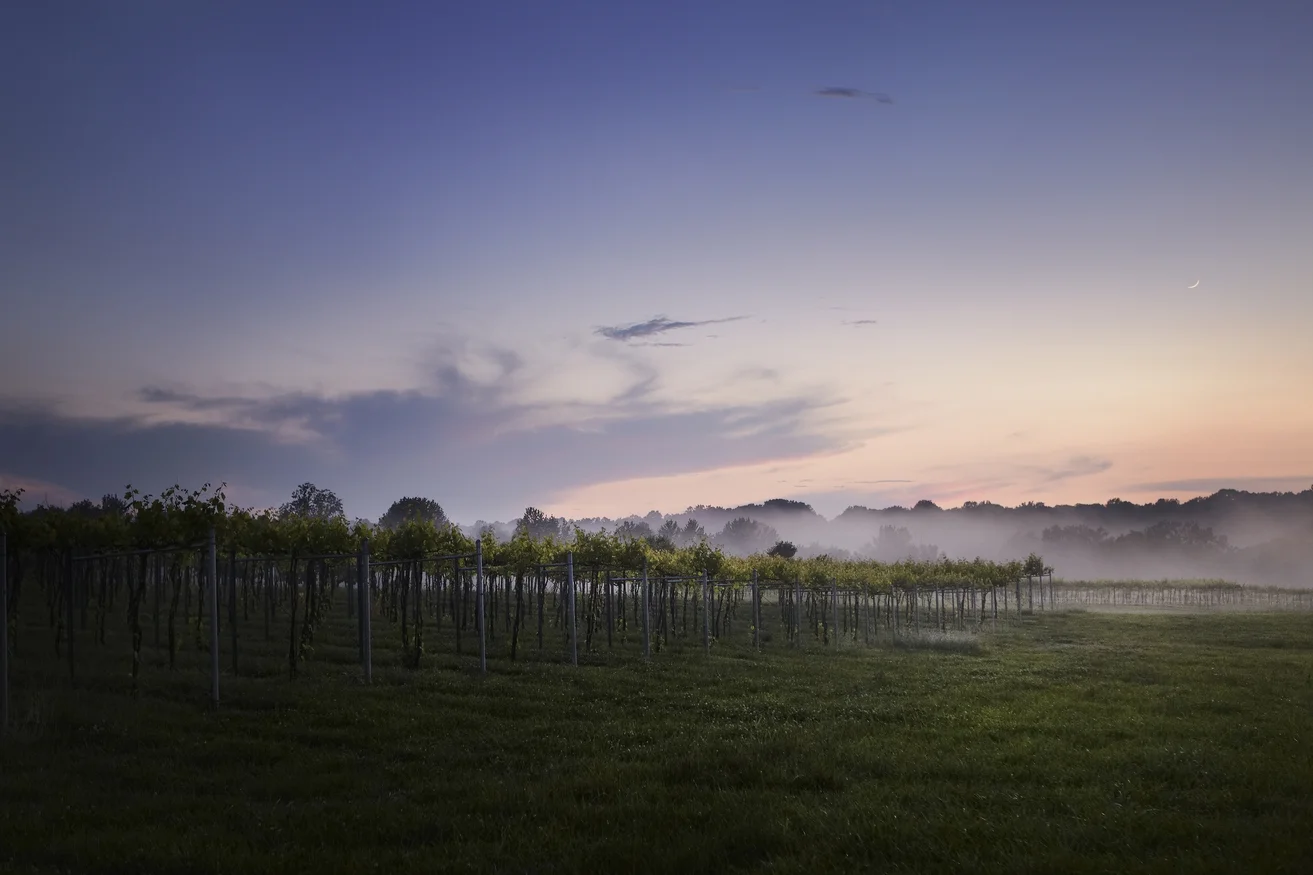 Vinyard Landscape - Southern Illinois - Blue Sky Vinyard - Photo