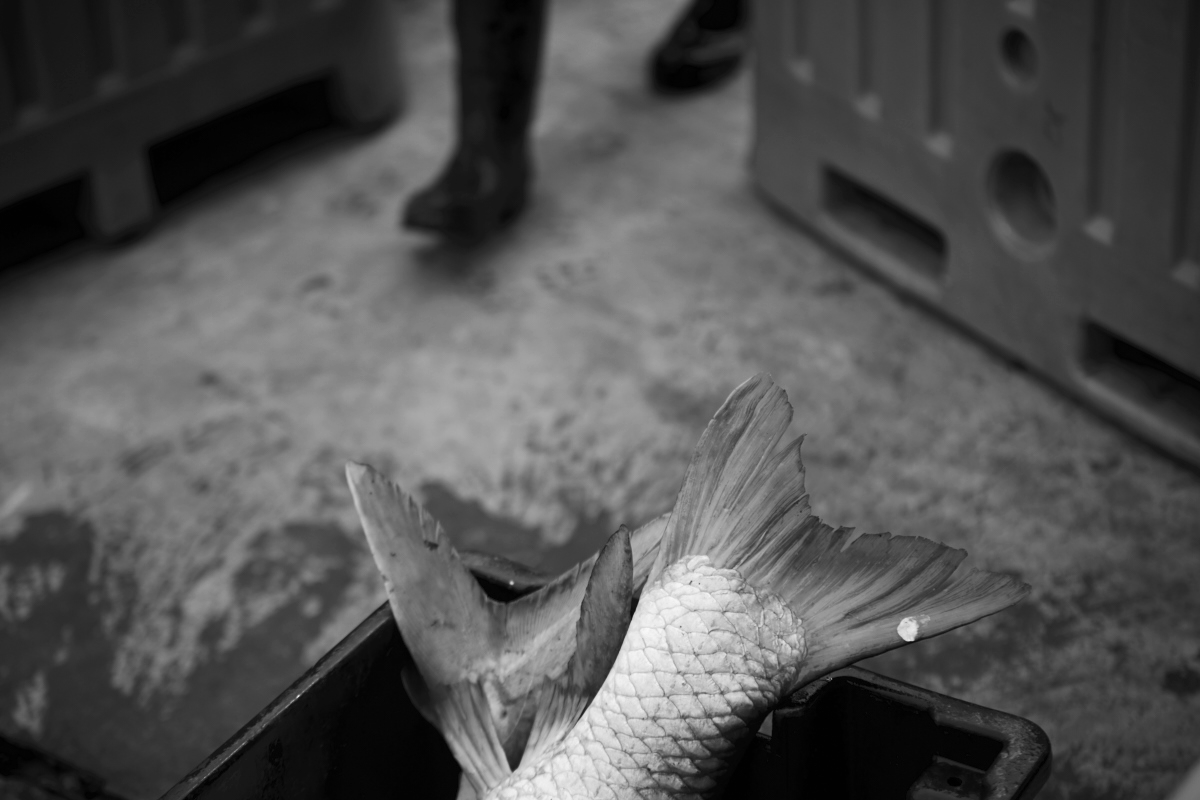 River & Ocean Fishing and Commercial industries - Photographer B