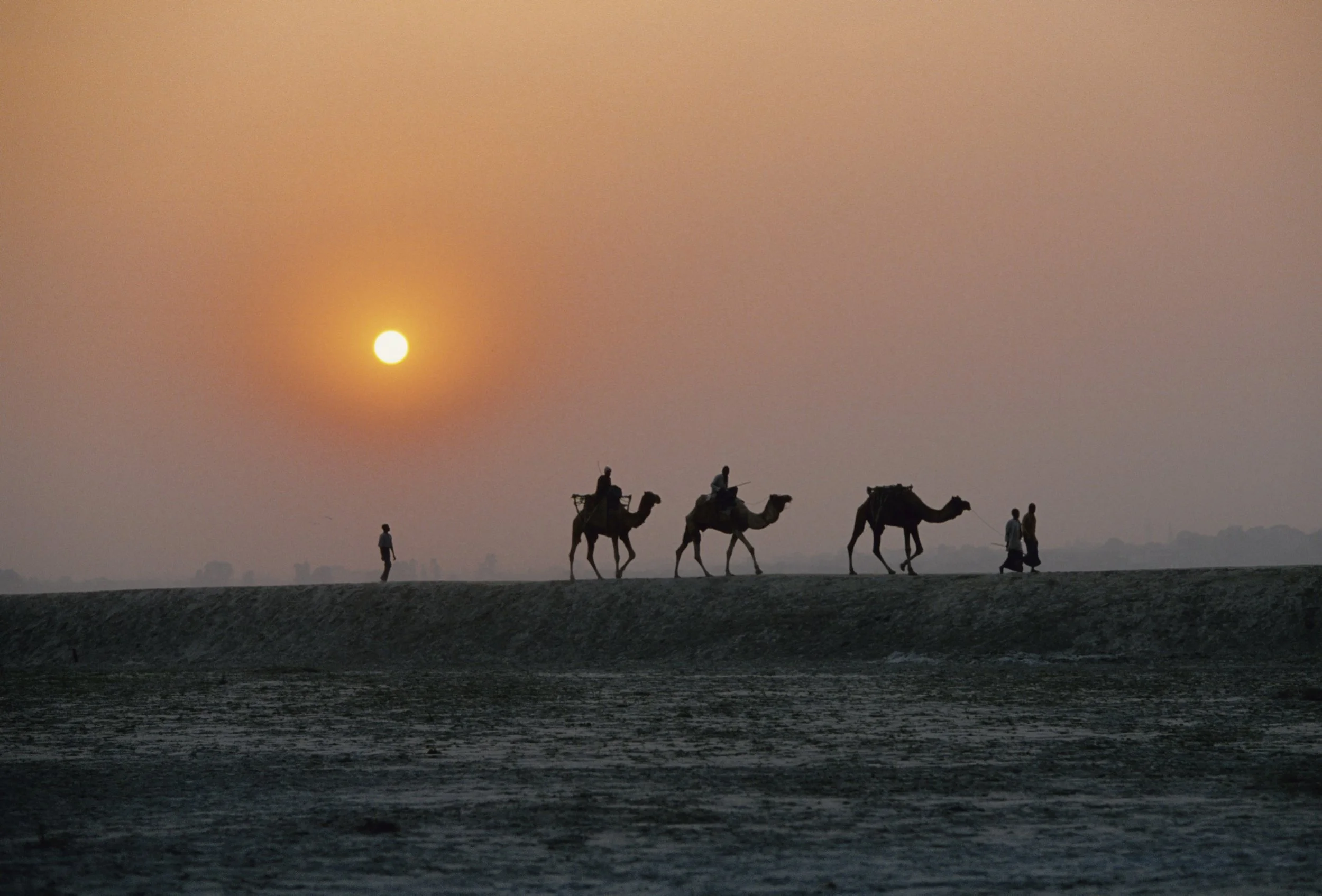 Camels Kumbh1.jpg
