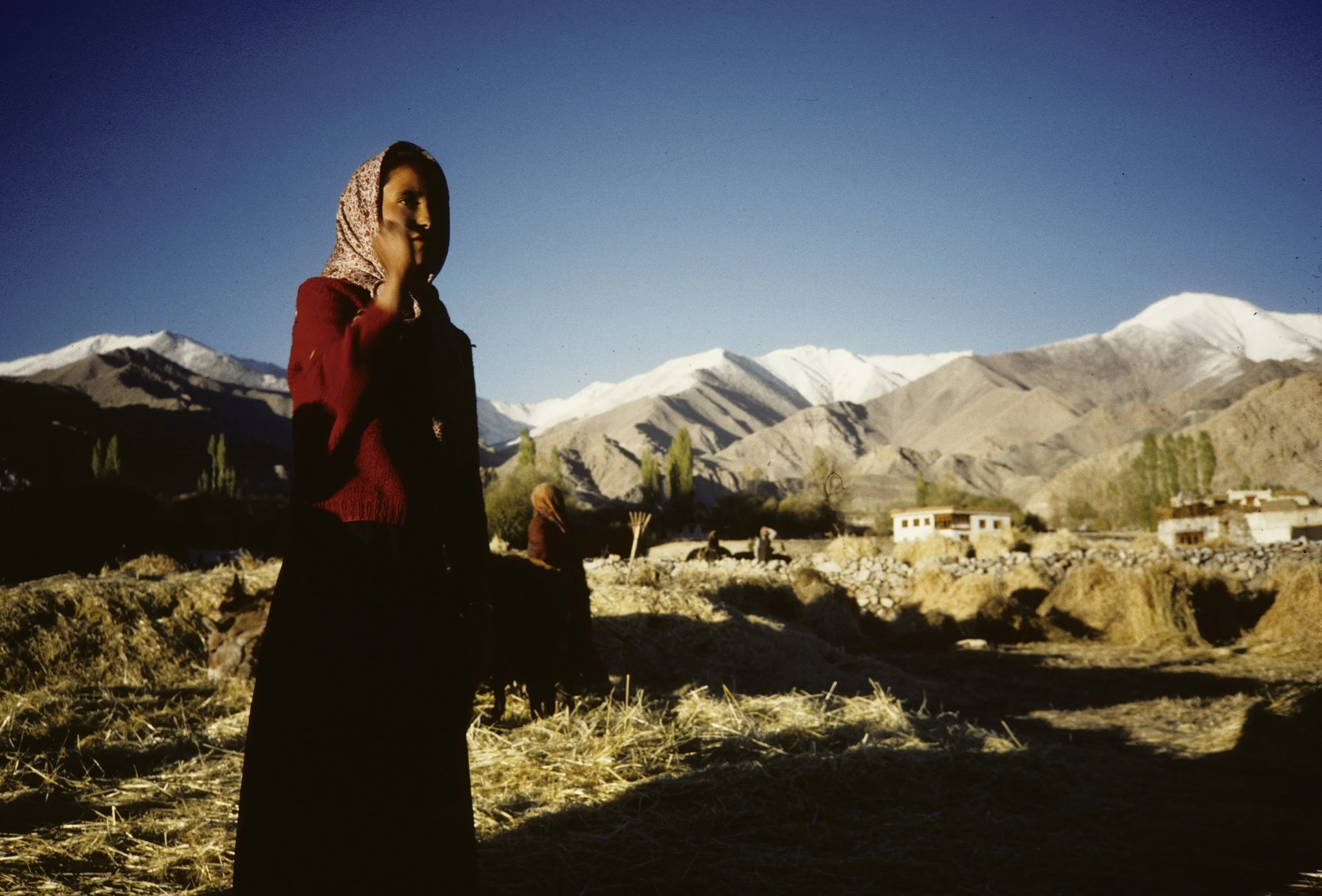 Ladakh harvest4.jpg