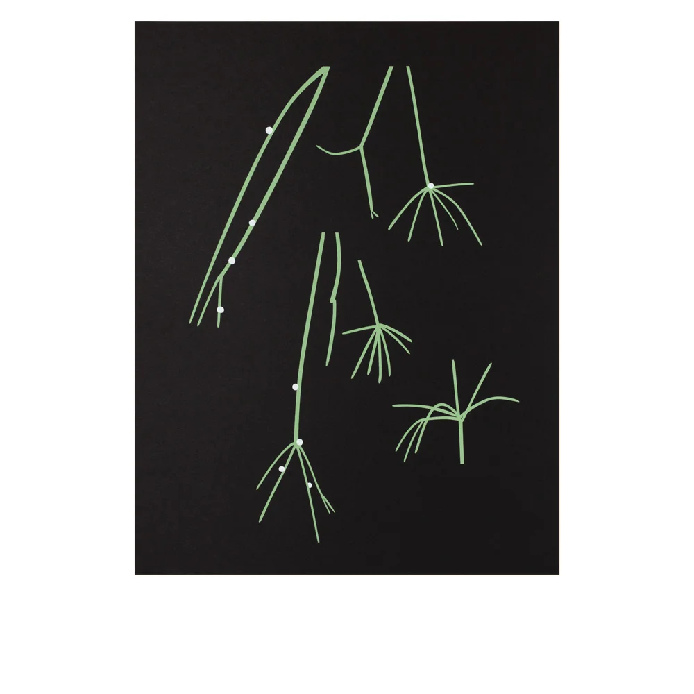 WS RHIPSALIS THUMB.jpg