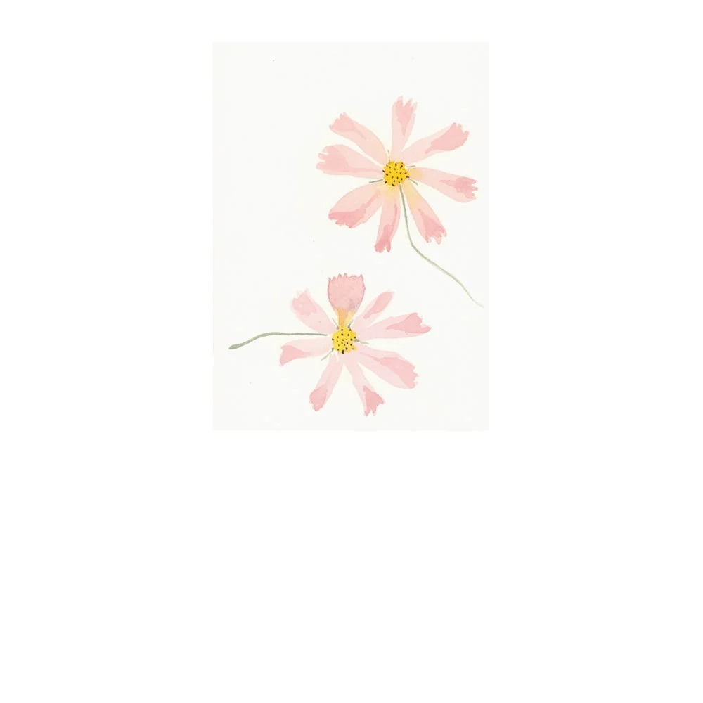WS seashell cosmos ws 2.jpg