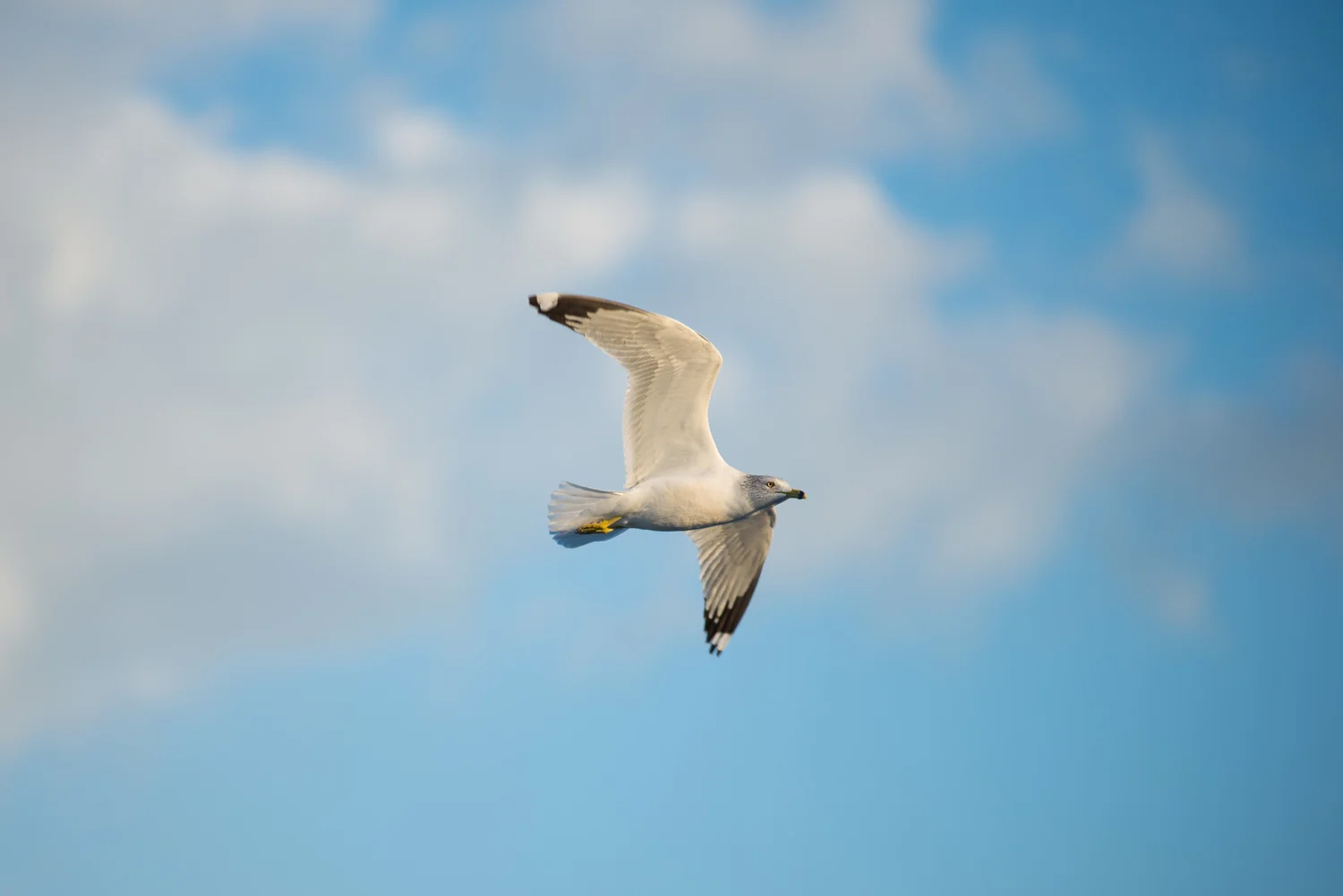 DSC_09741.jpg