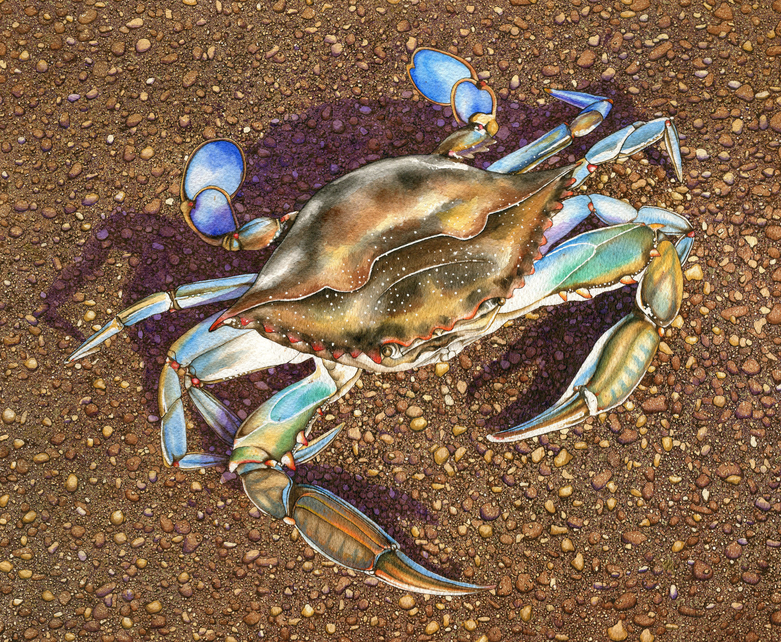 crab cropped.jpg