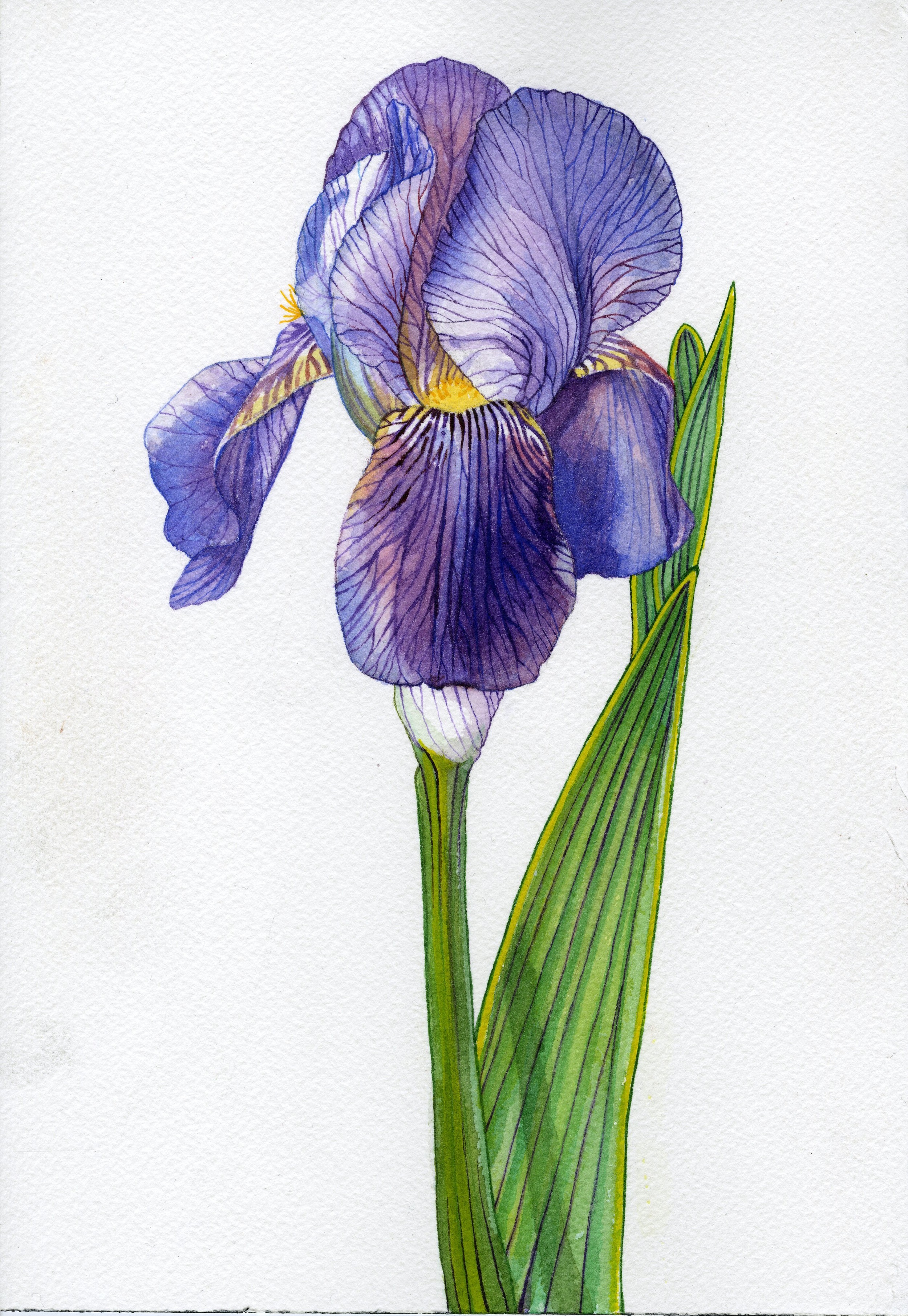 Iris006(1).jpg