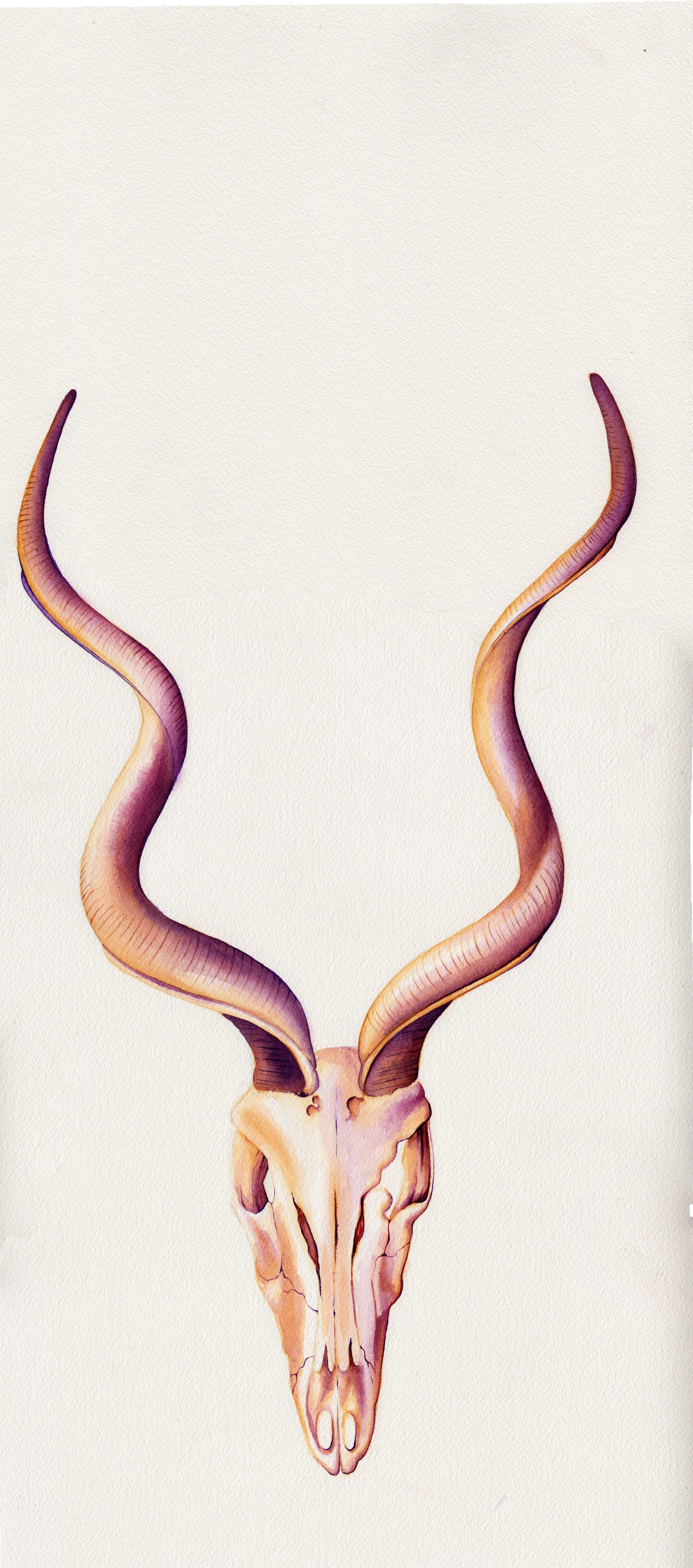 Kudu.jpg