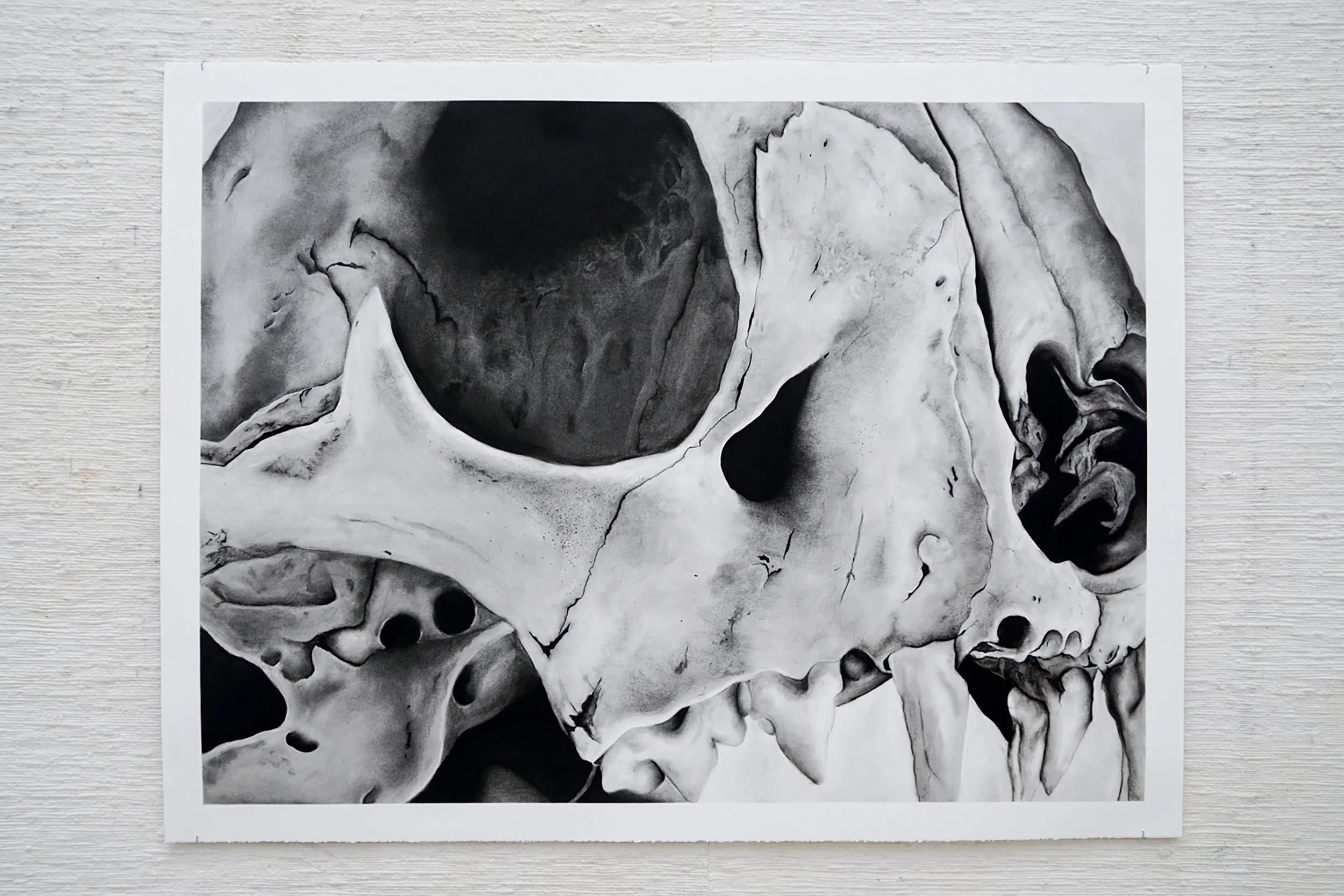 Cat Skull, 2017, Charcoal Drawing, 38"x50"