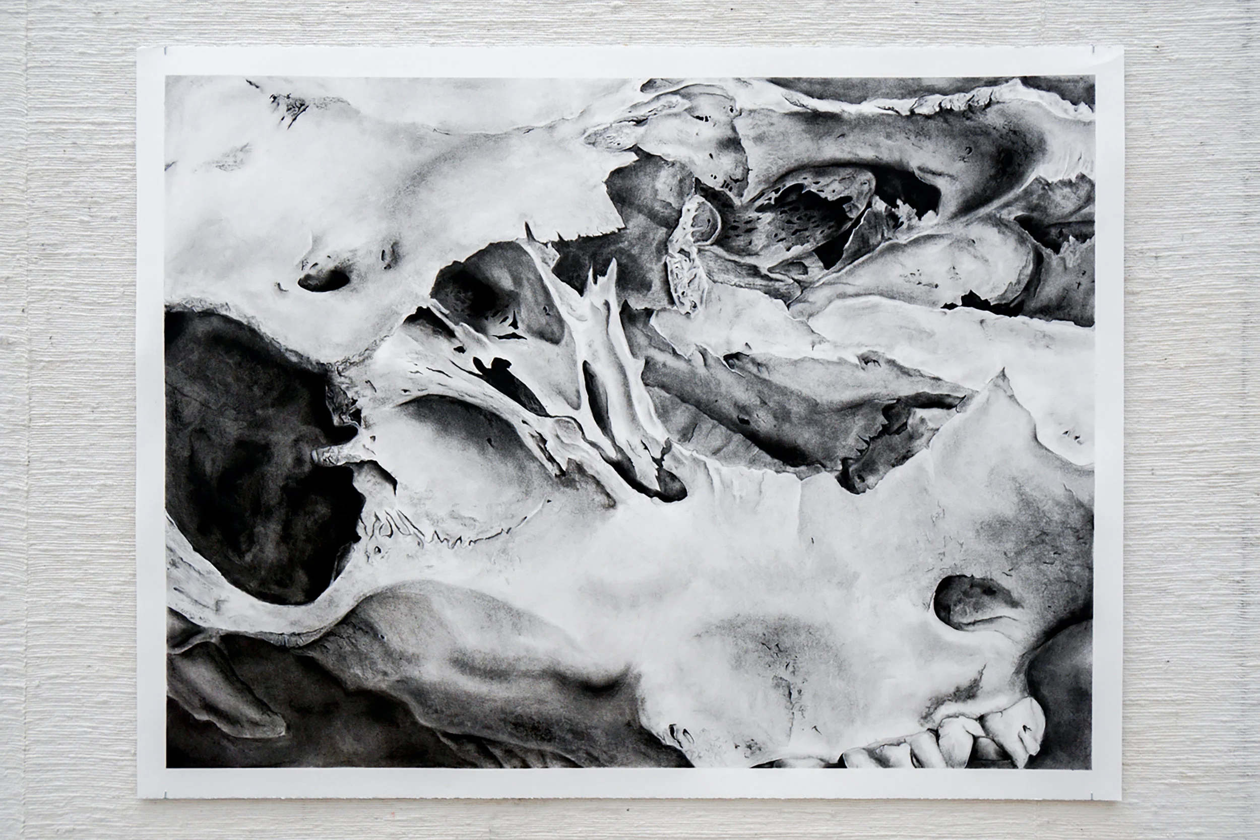 Elk Skull, 2017, Charcoal Drawing, 38"x50"