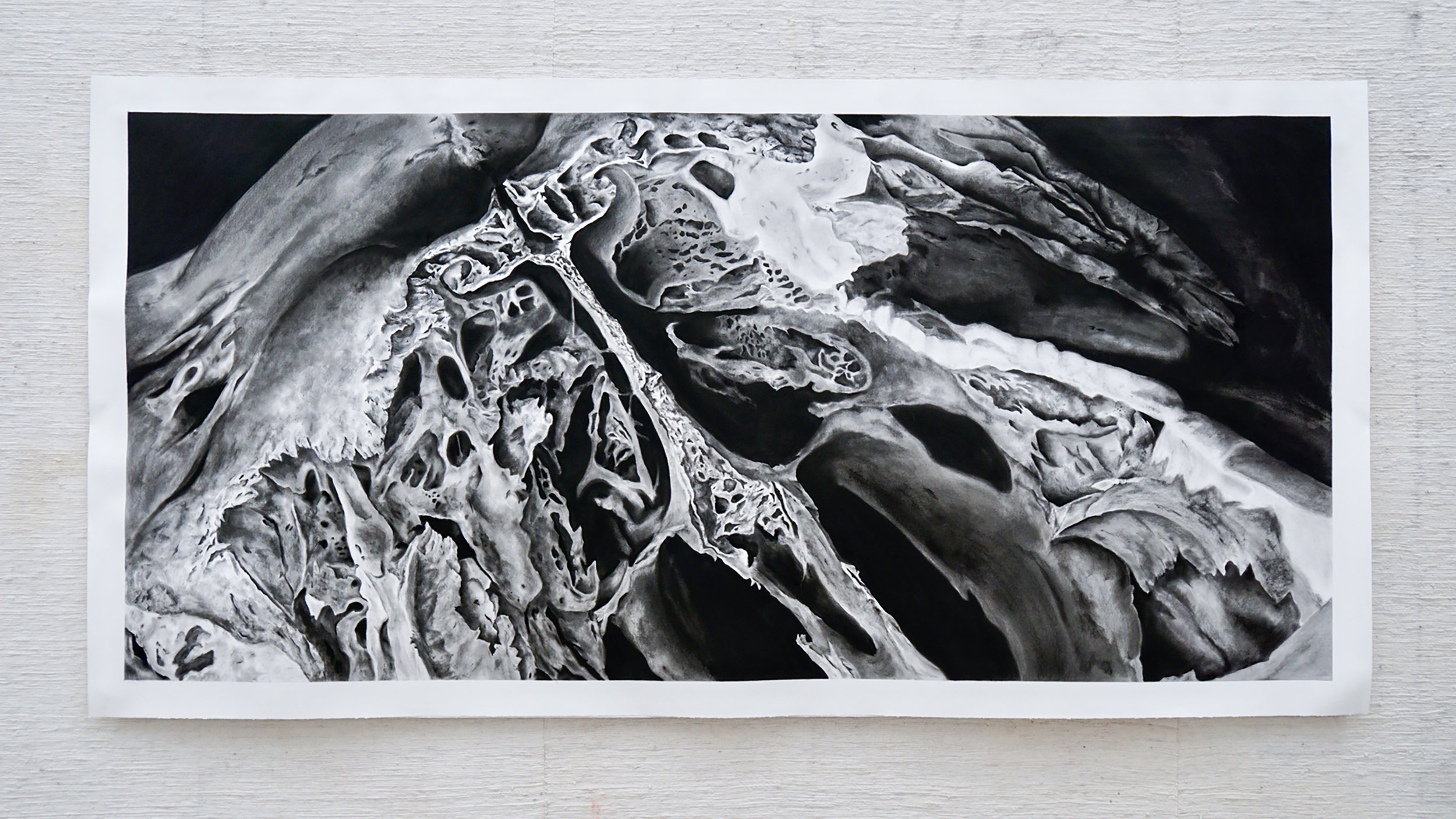 Osseous, 2017, Charcoal Drawing, 4'x8'