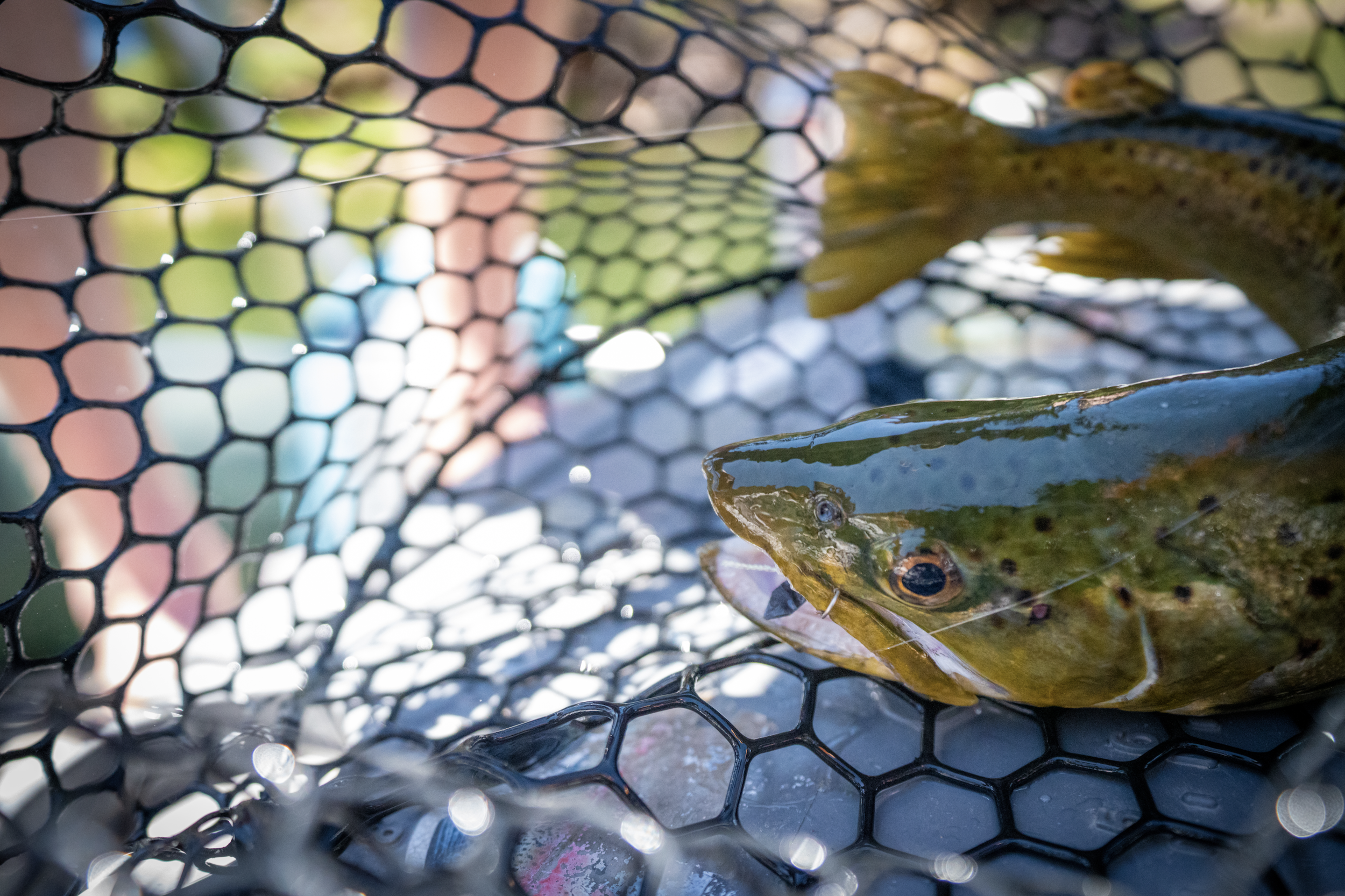 Screen Shot 2021-05-12 at 8.48.19 PM.png