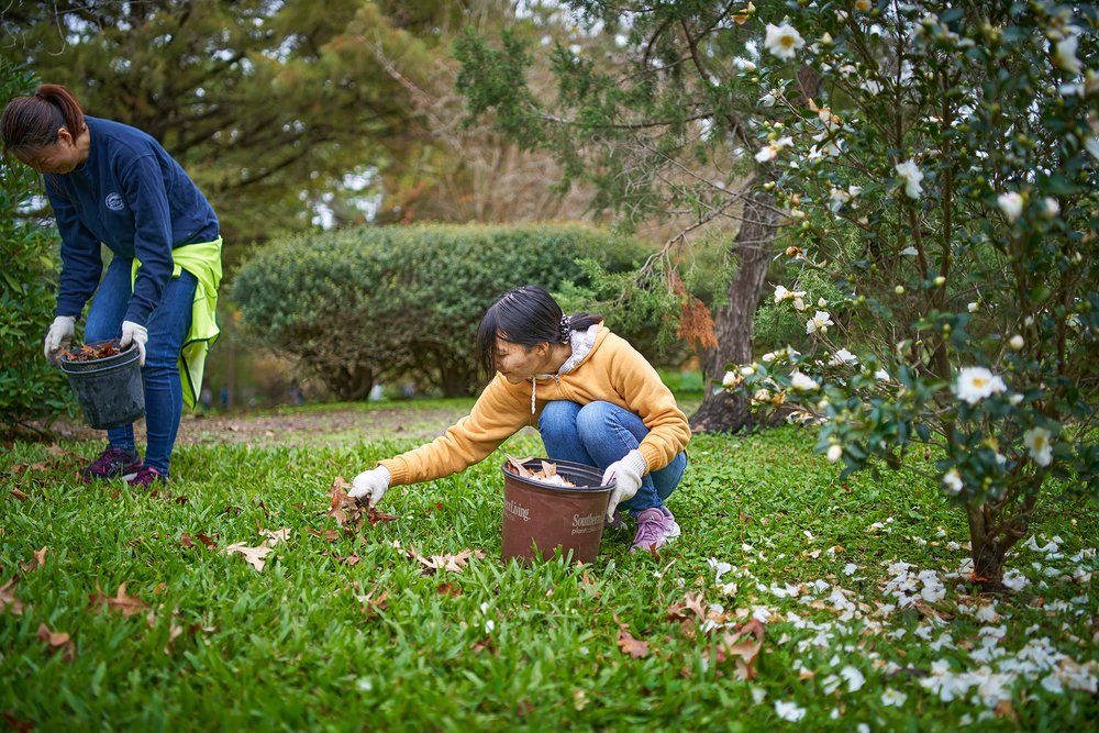 2023-12-02 Hermann Park - Japanese Garden Cleanup Volunteers - 0464.jpg