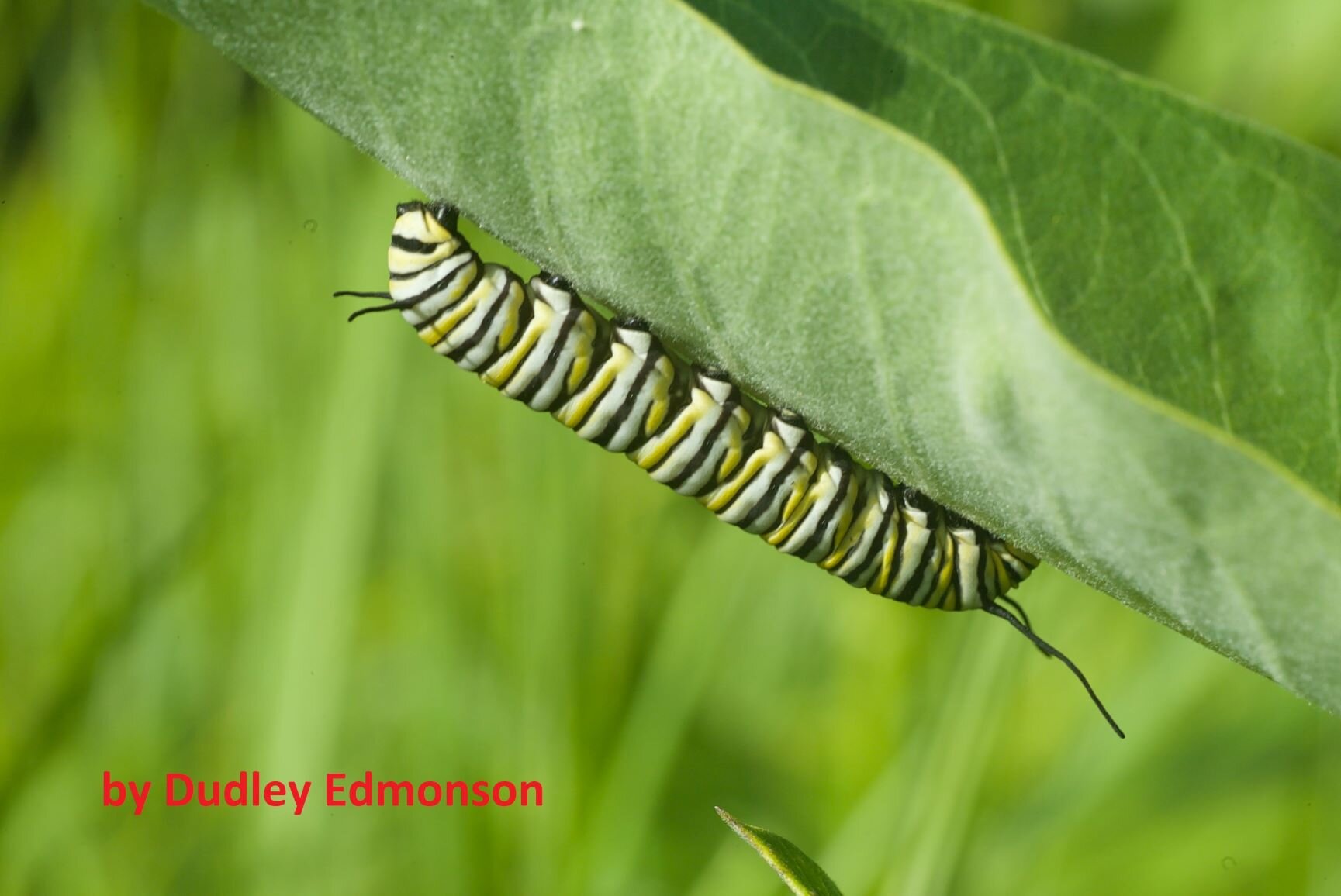 Monarch catapillar attributed compresse.jpg