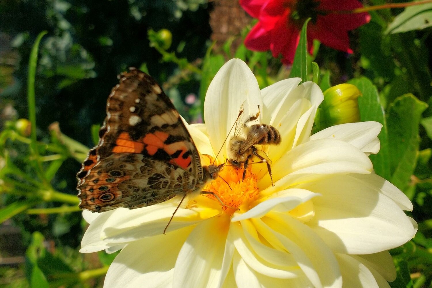 bee and butterfly compress.jpg