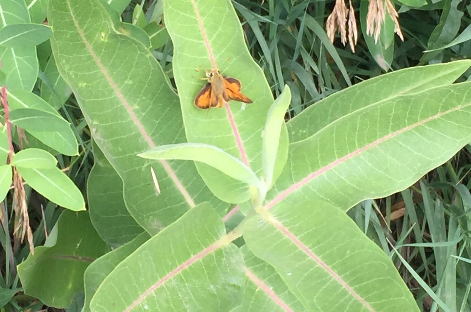 small brown butterfly.jpg