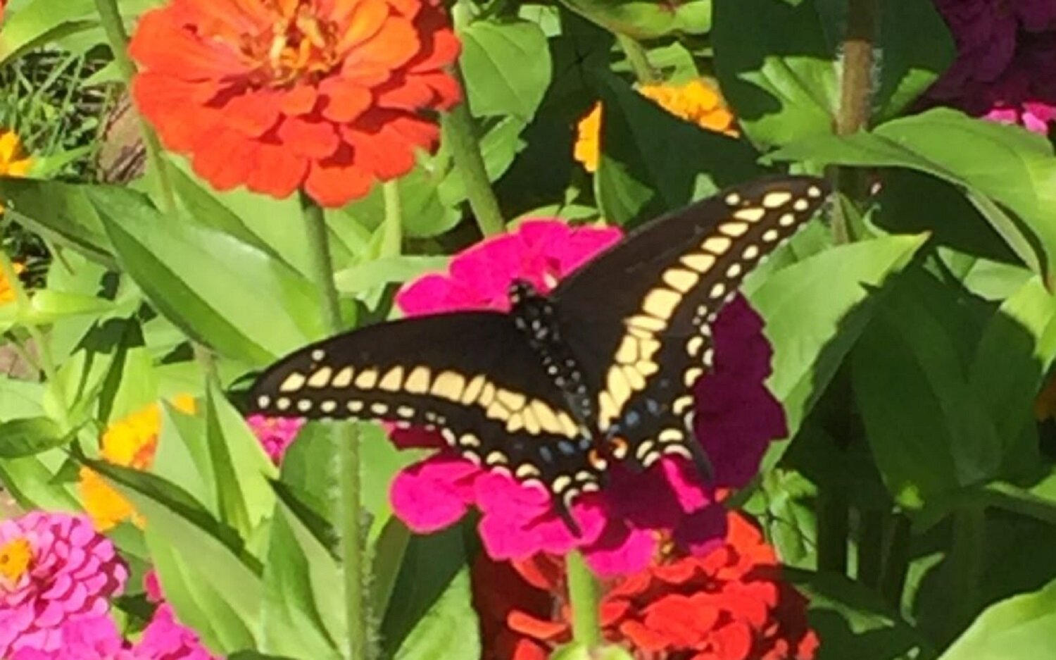 zinnia butterfly M.JPG