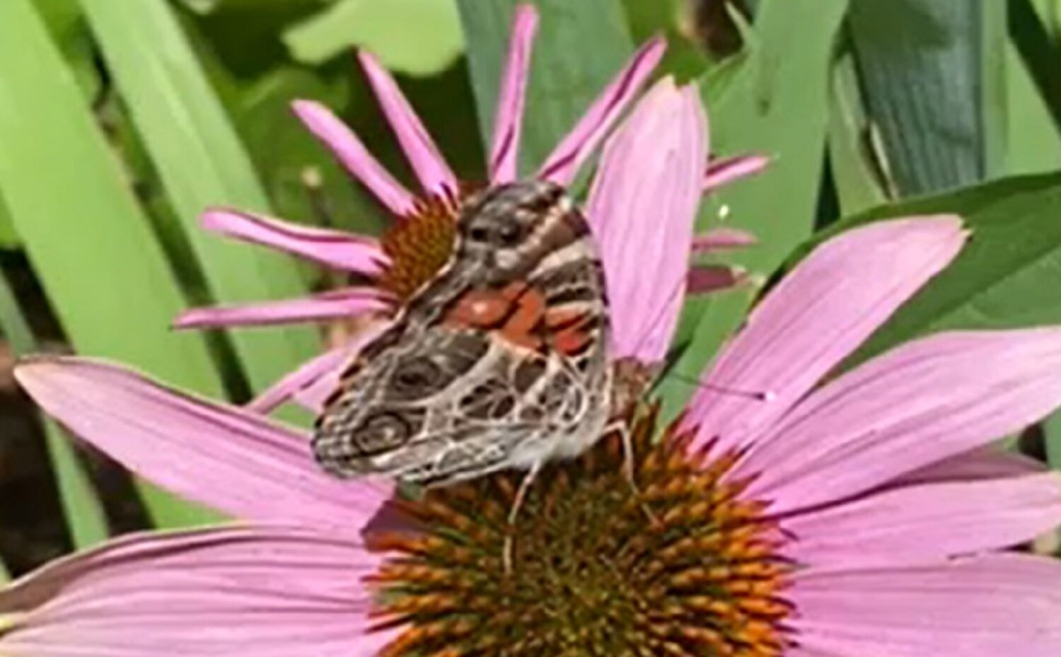 painted lady cropped.jpg