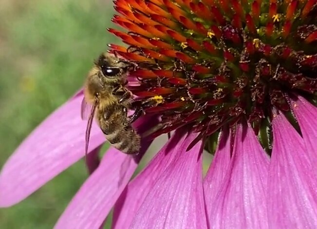 honeybee capture resize.jpg