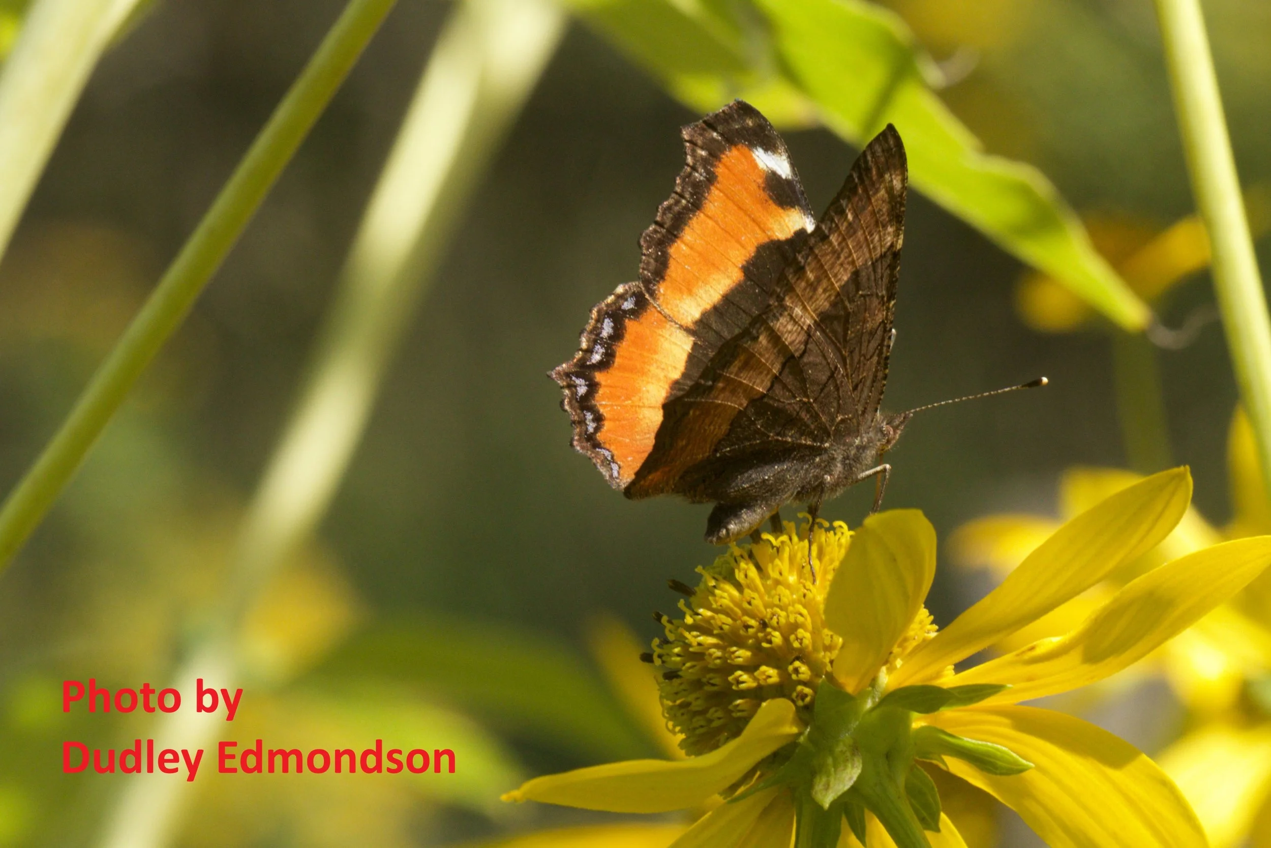 milberts tortiseshell dudley.jpg