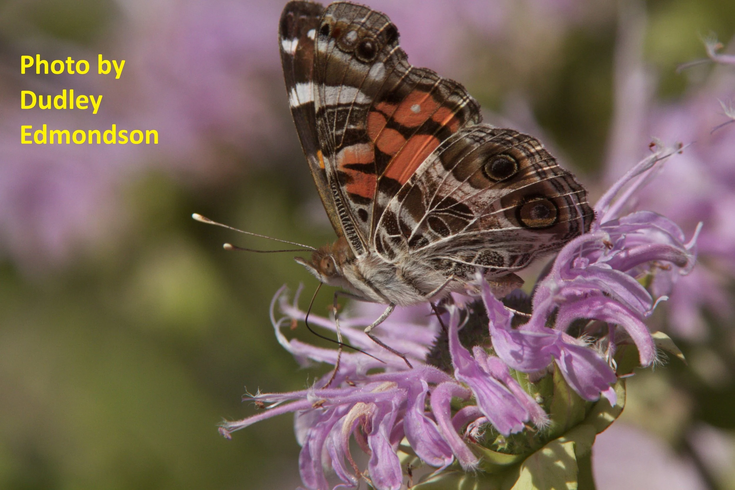 painted lady dudley.jpg