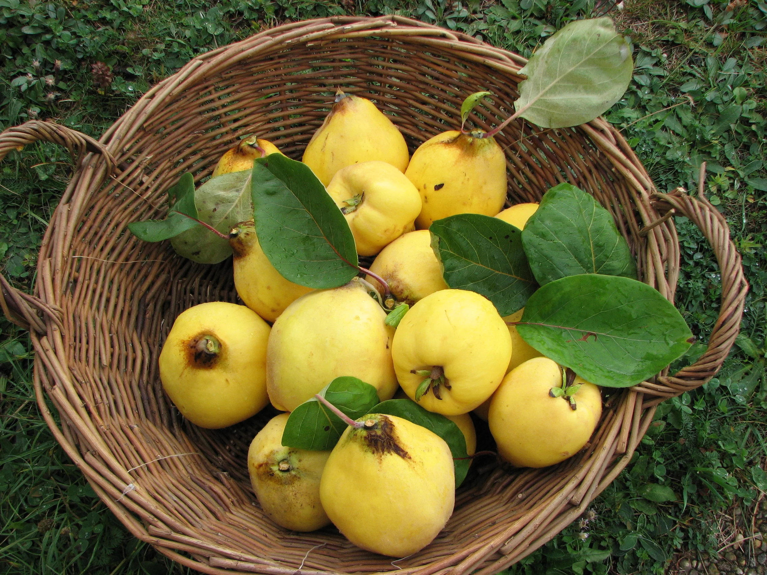Fresh-picked quince!