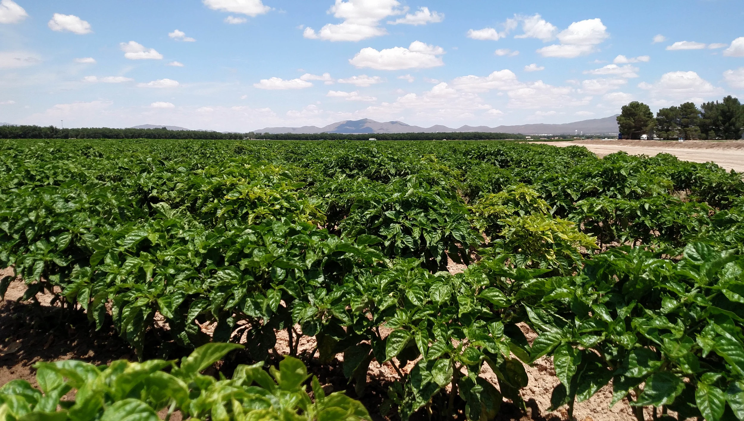 Seco Spice chile grown at Ogaz Farms