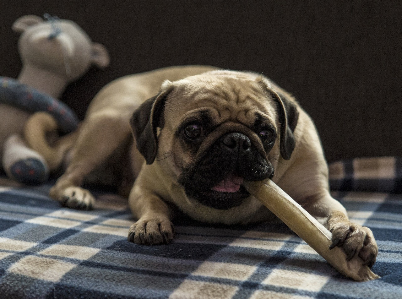 Picky pups prefer treats over their kibble