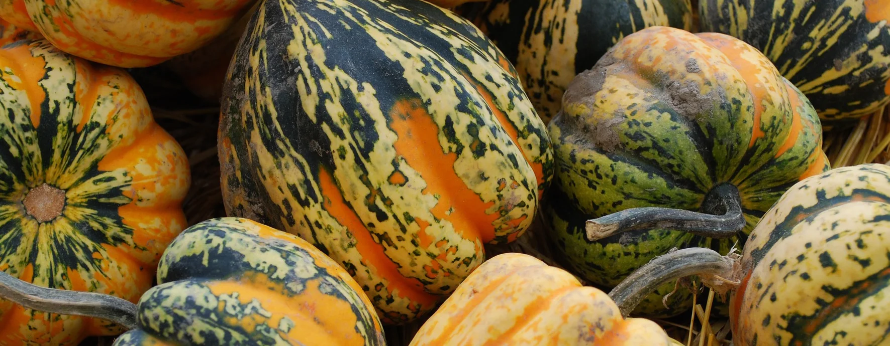 Cooler late-summer nights New Mexico are great for growing squash.