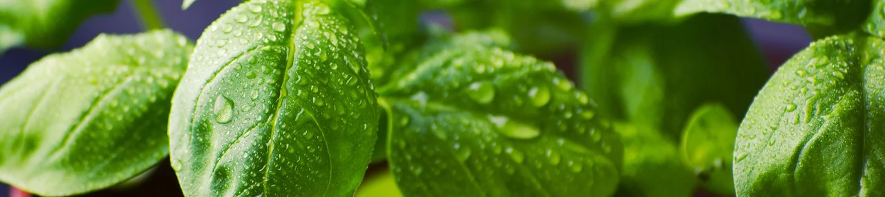 spinach banner.jpg