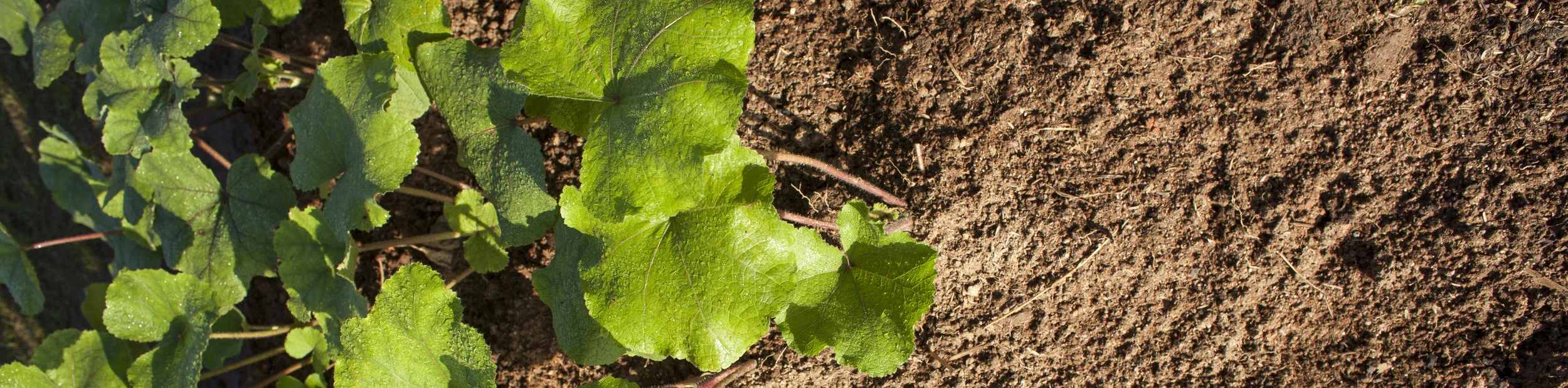 soil banner.jpg