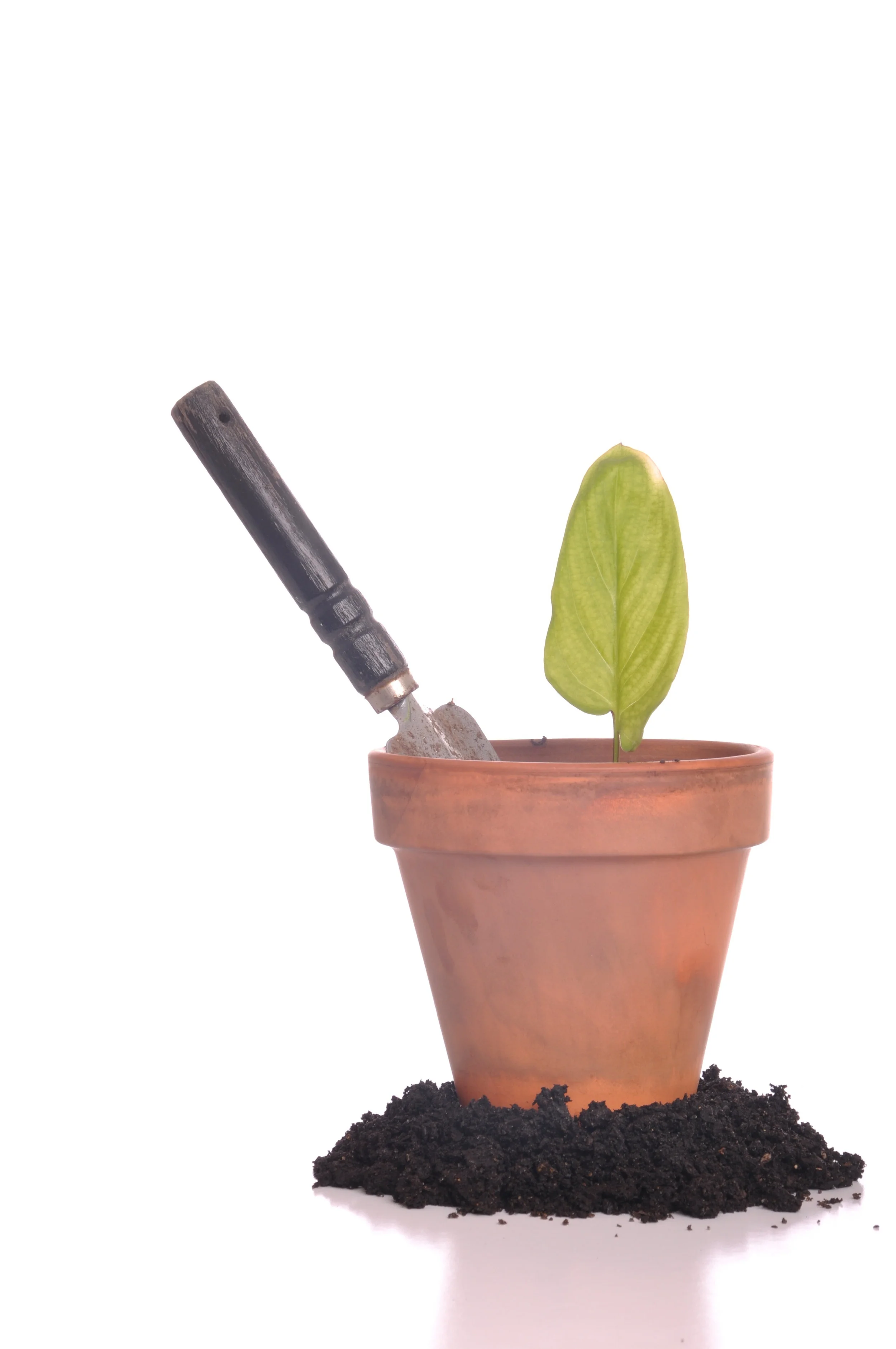 gardening_MyTfj1CO.jpg