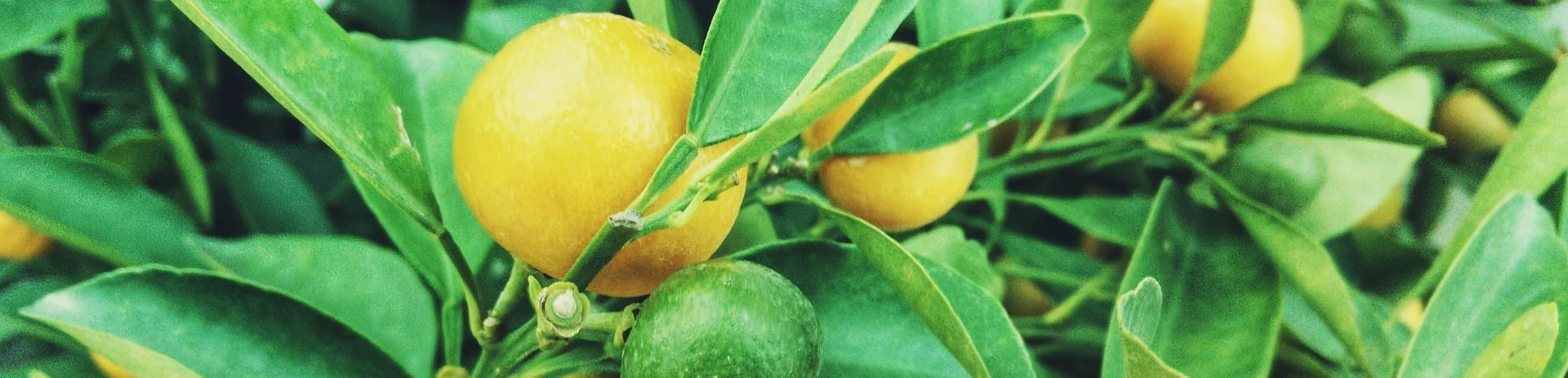 lemons-1149003_1920.jpg