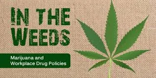 in the weeds marijuana and workplace drug policy.jpg