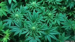 pot plants.jpg