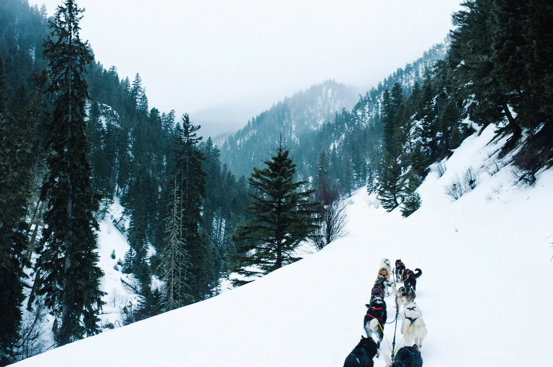 CQ-Dogsledding06.jpg