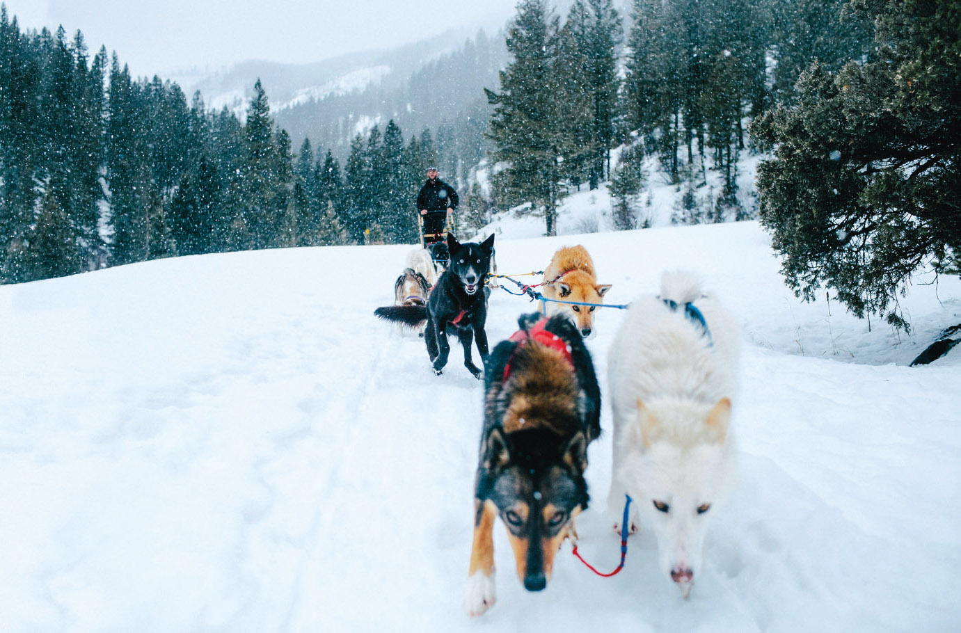 CQ-Dogsledding02.jpg