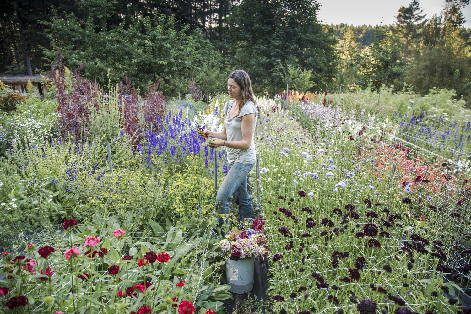 Claire harvesting her flowers for a wedding on Salt Spring Island. (British Columbia)