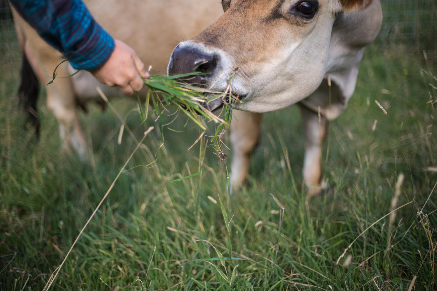 Feeding the cow before the morning chores. (Okanagan valley, Canada)