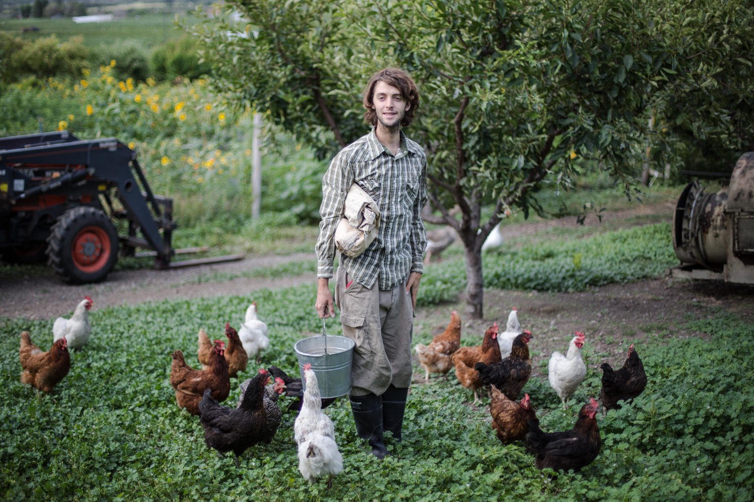 Farm intern at Zebroff's Organic Farm doing morning chores, feeding the chickens in the apricot orchard. (Okanagan Valley)