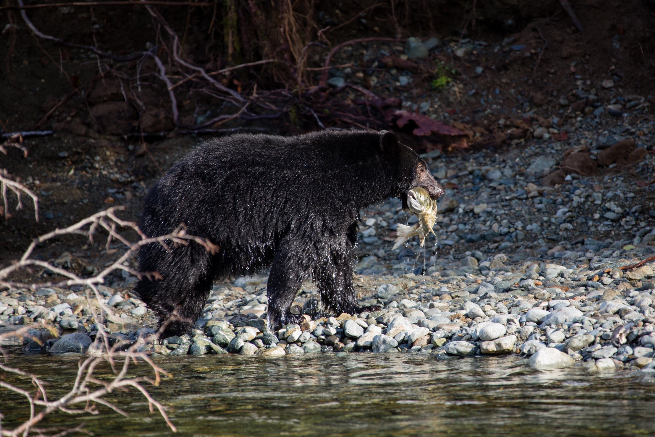 Vancouver_Island(232of330).jpg